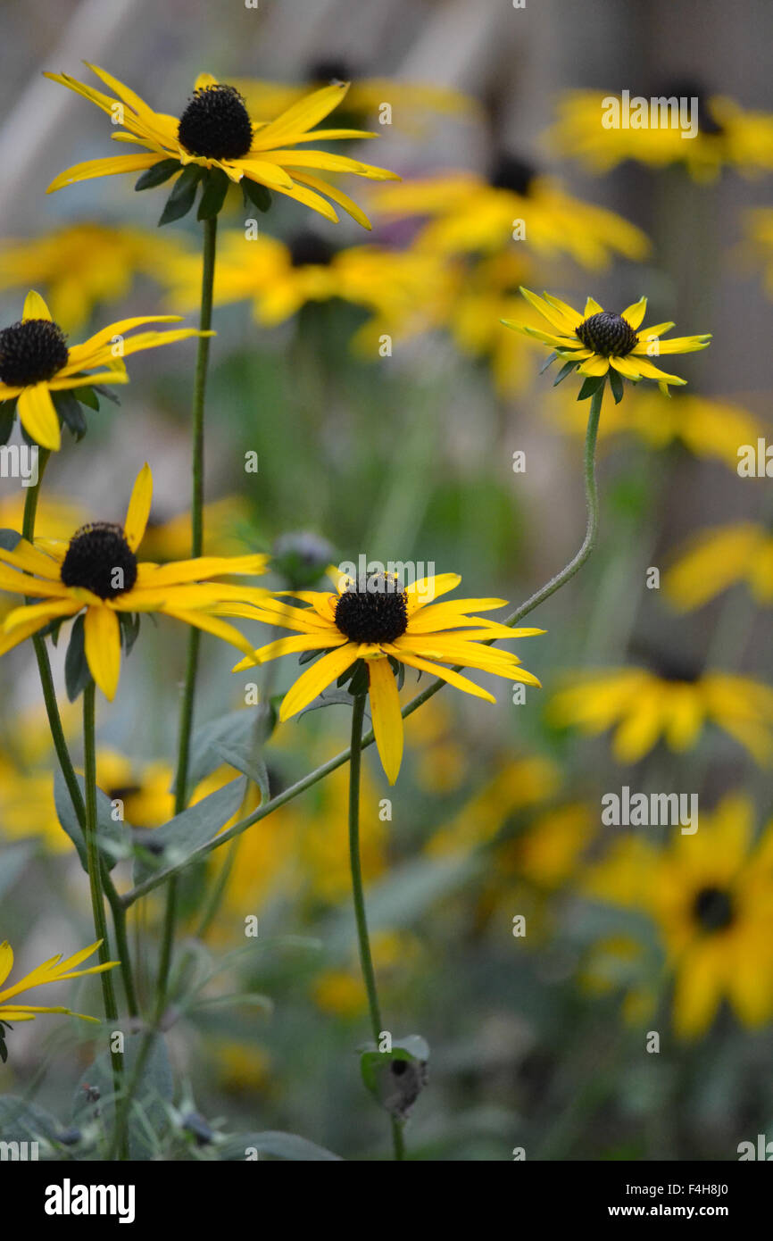 Rudbeckia Goldsturm dans un jardin d'automne UK Banque D'Images