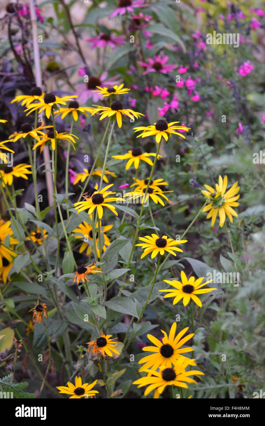 Rudbeckia Goldsturm dans un jardin d'automne UK Banque D'Images