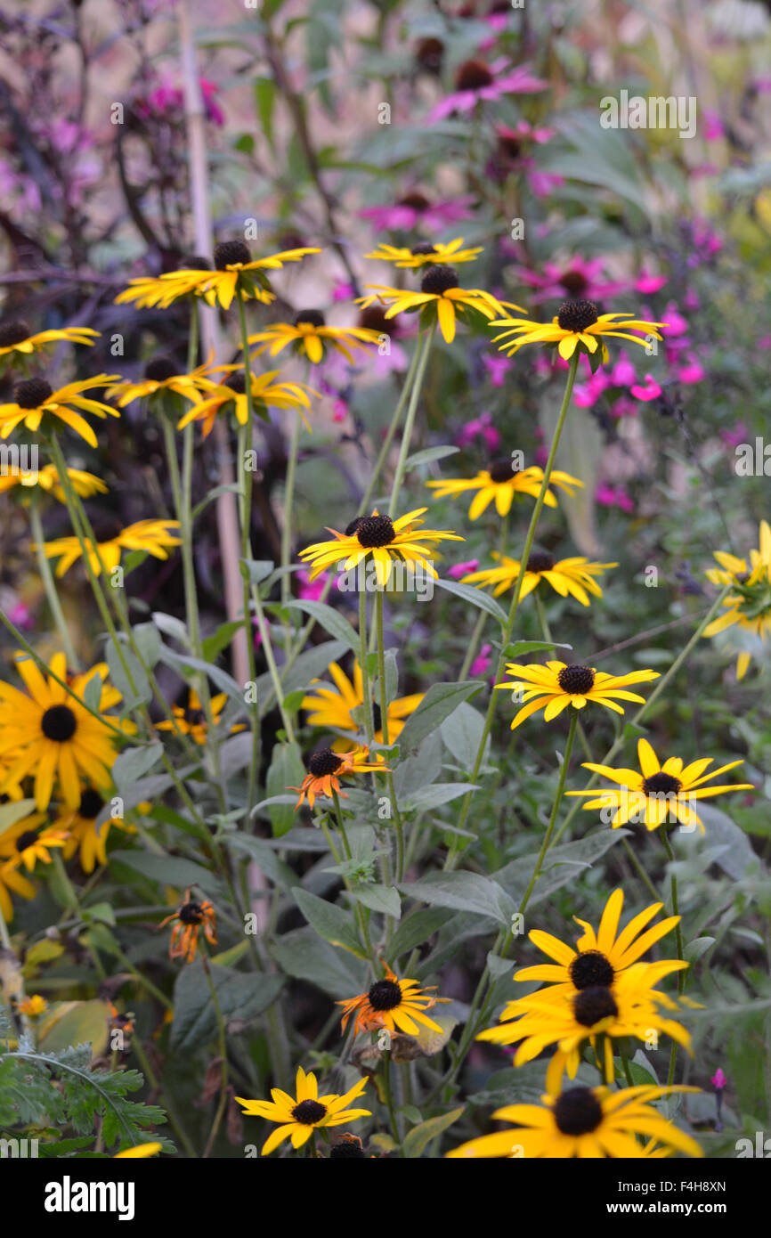 Rudbeckia Goldsturm dans un jardin d'automne UK Banque D'Images