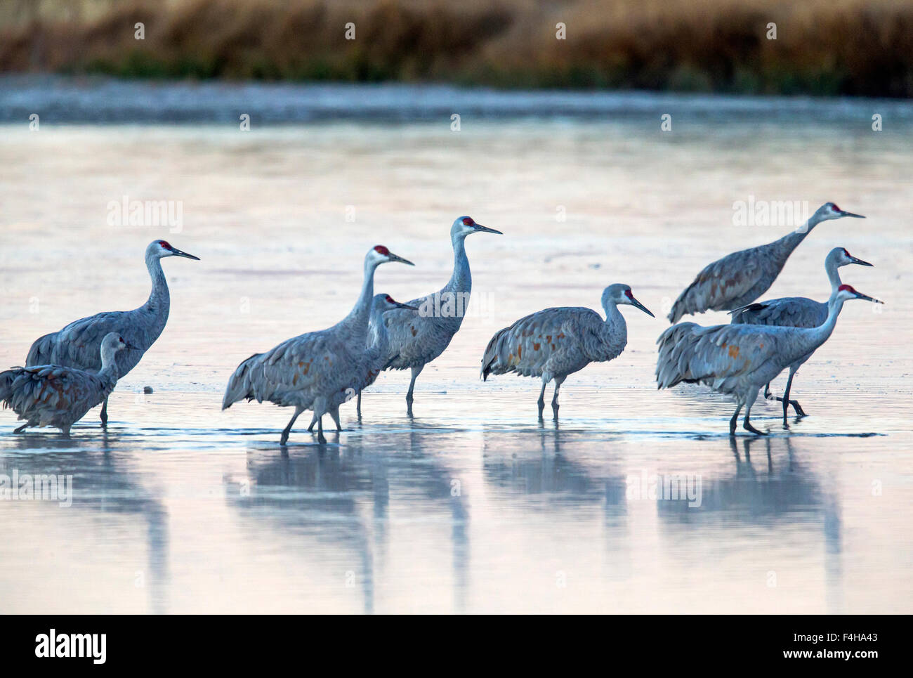 Oiseaux De Colorado Banque D Image Et Photos Alamy