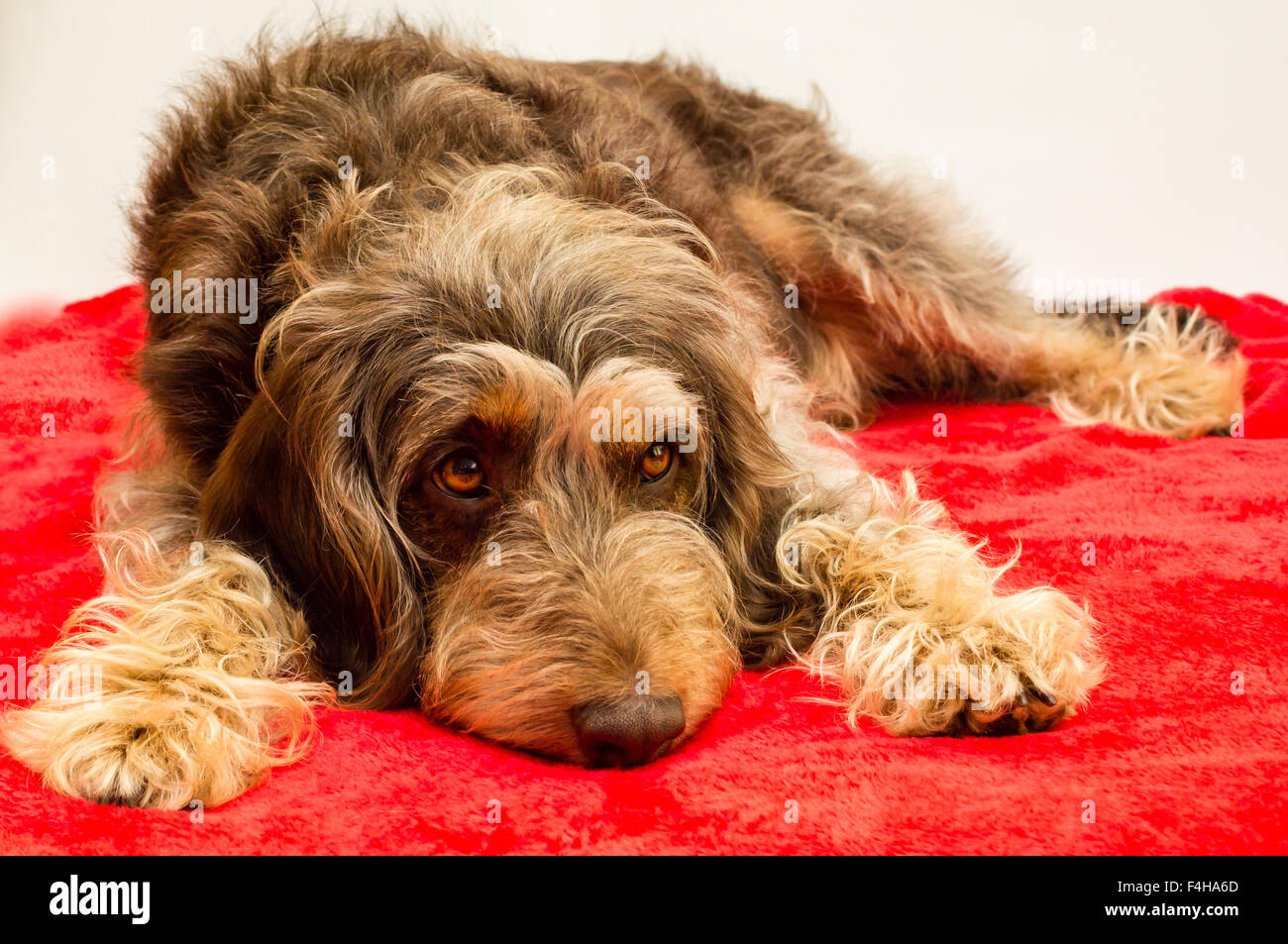Un chien aux longs cheveux bruns portant sur une couverture rouge Banque D'Images