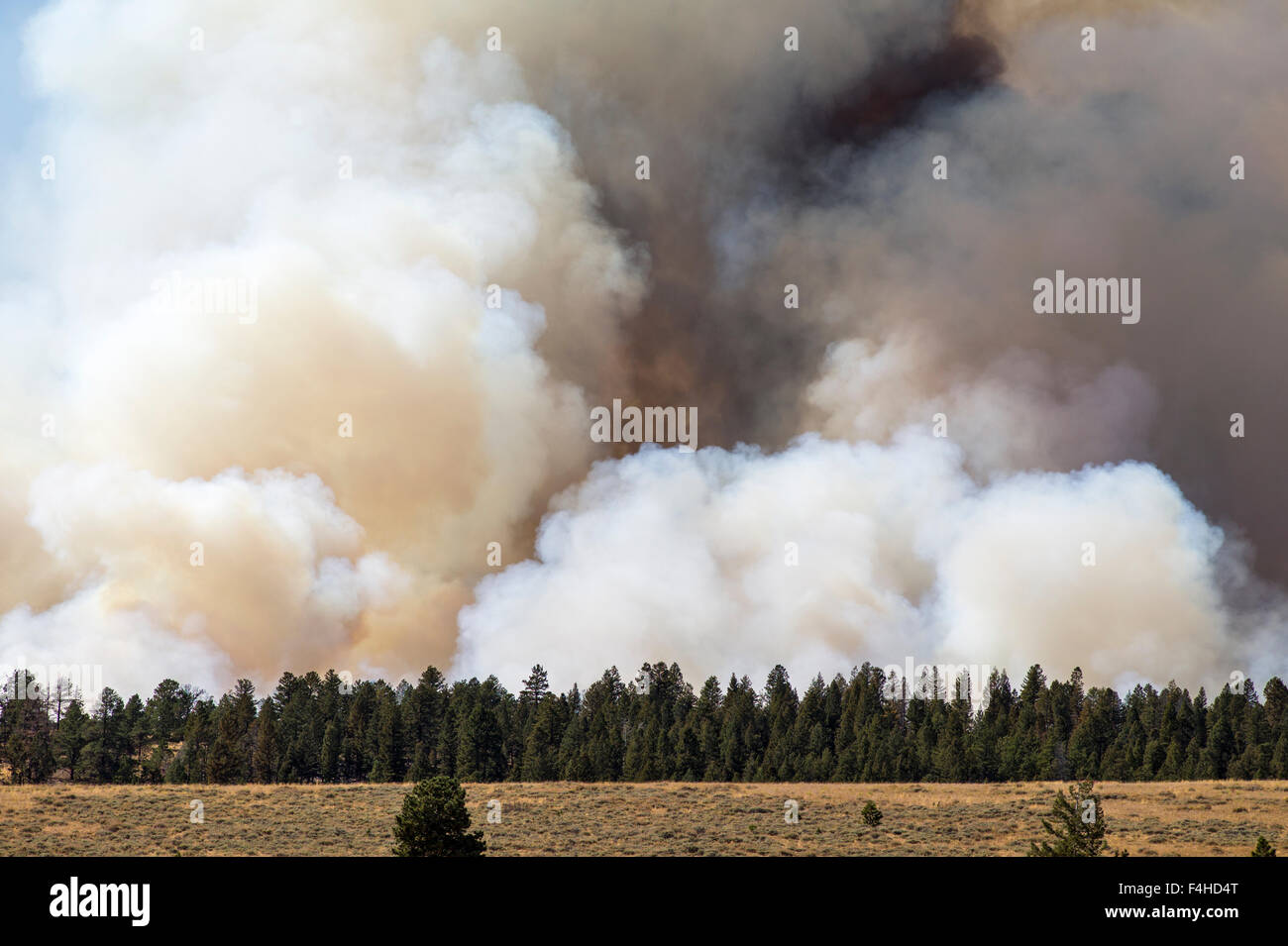 US Forest Service, feu contrôlé près de Mt. Shavano ; Chaffee comté ; le centre du Colorado, USA Banque D'Images