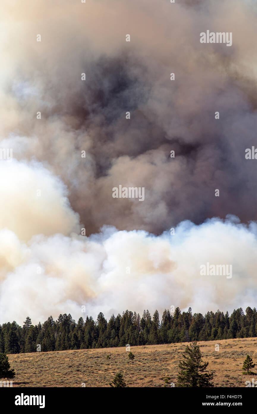 US Forest Service, feu contrôlé près de Mt. Shavano ; Chaffee comté ; le centre du Colorado, USA Banque D'Images