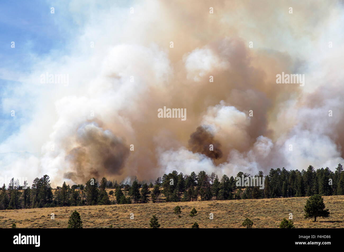 US Forest Service, feu contrôlé près de Mt. Shavano ; Chaffee comté ; le centre du Colorado, USA Banque D'Images