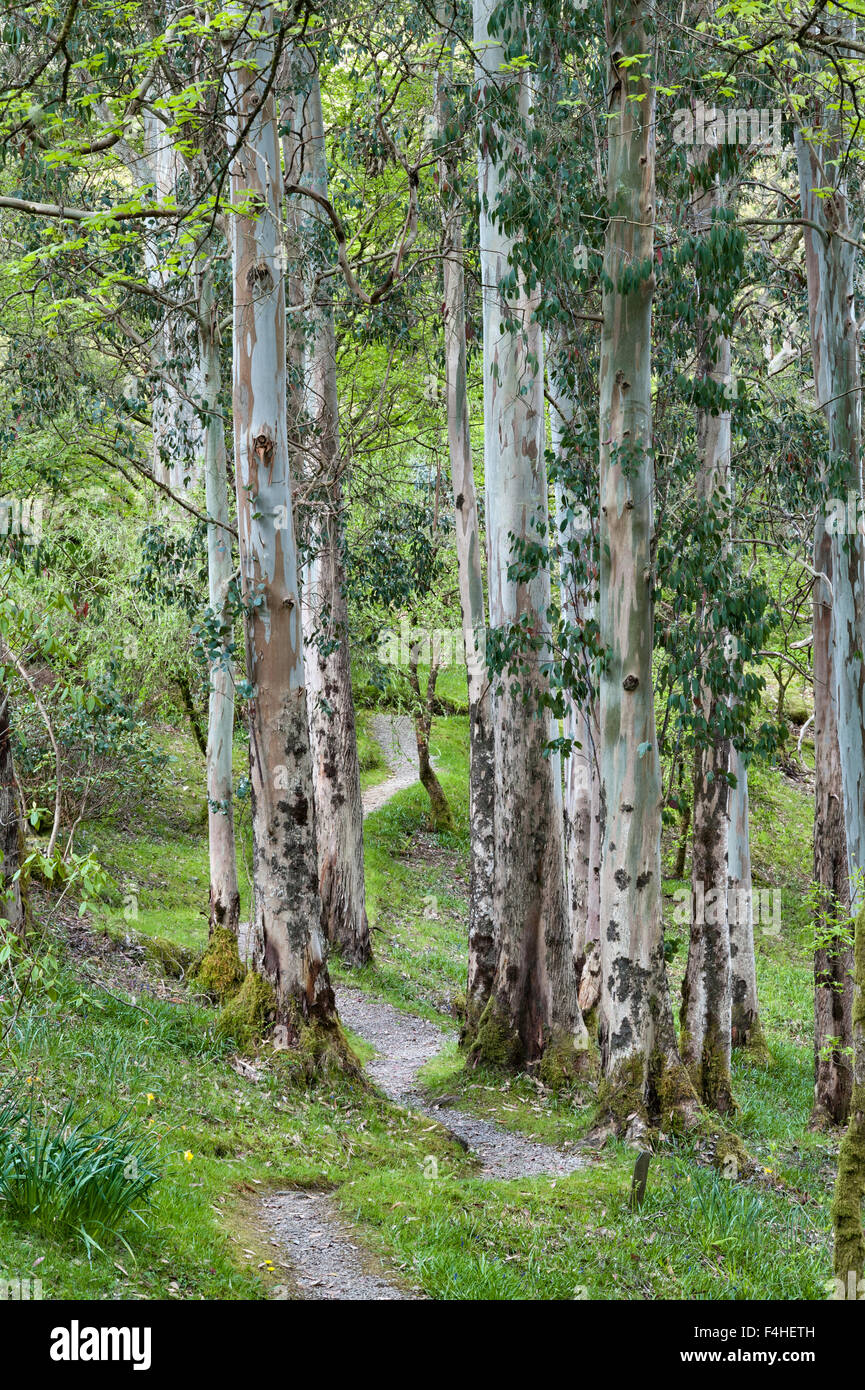 Jardin Crarae, près de Inveraray, Argyll, Scotland, UK. Un spectaculaire jardin boisé au-dessus du Loch Fyne. Au printemps les eucalyptus Banque D'Images