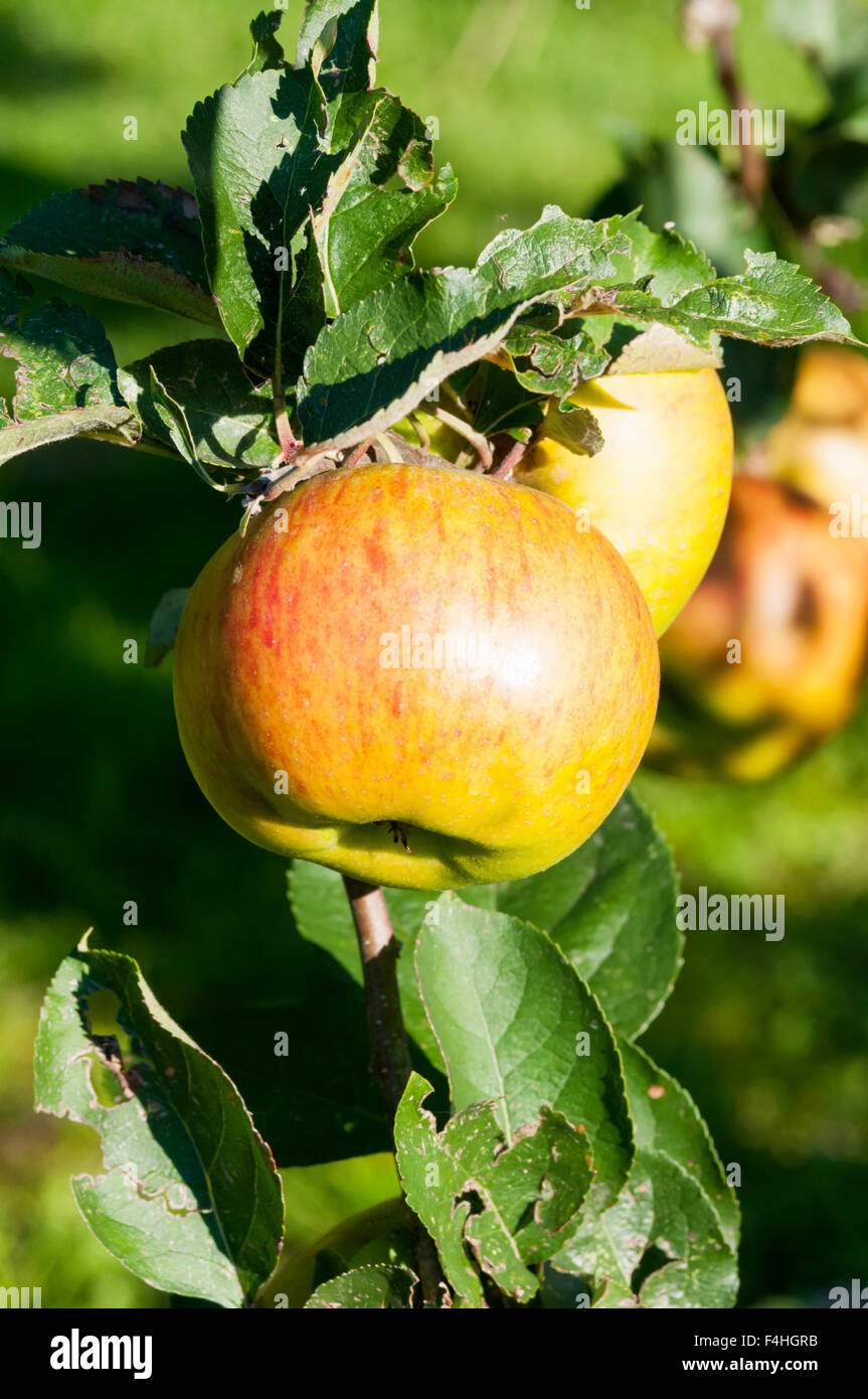 La variété de pommes Bramley's Seedling poussant sur un arbre. Banque D'Images
