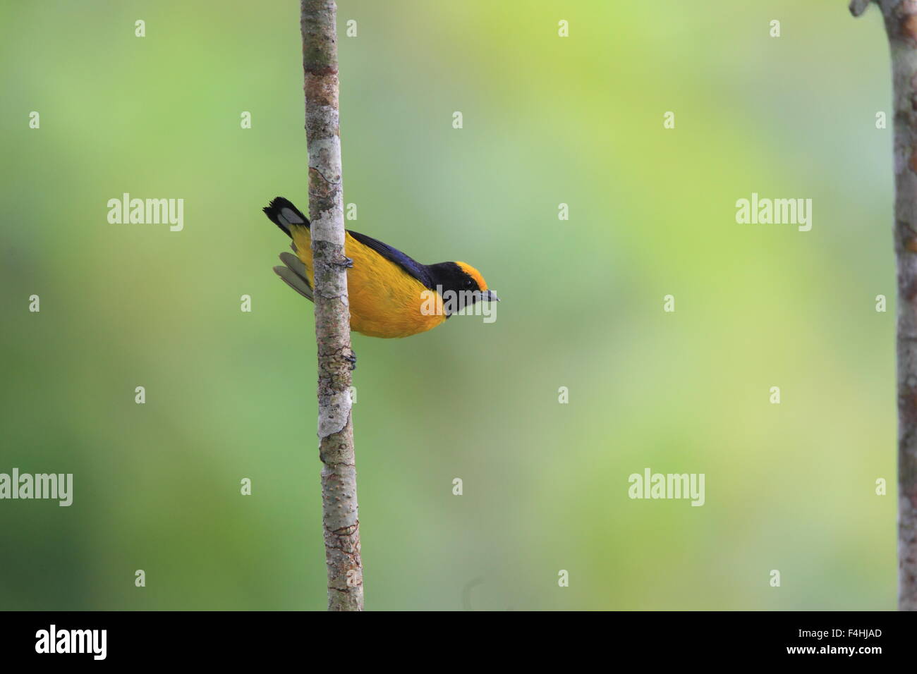 Orange-bellied Euphonia Euphonia xanthogaster () en Equateur Banque D'Images