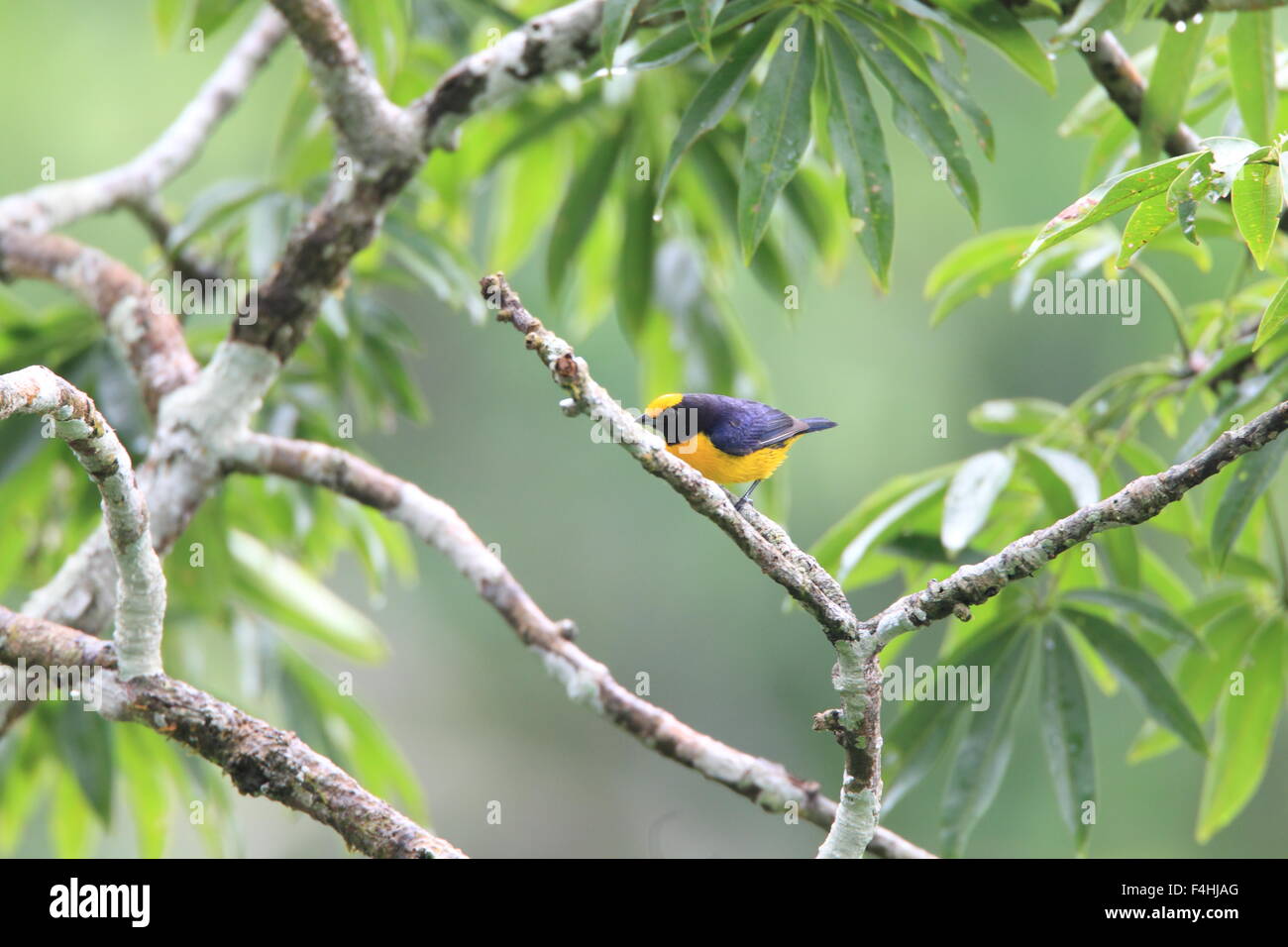 Orange-bellied Euphonia Euphonia xanthogaster () en Equateur Banque D'Images
