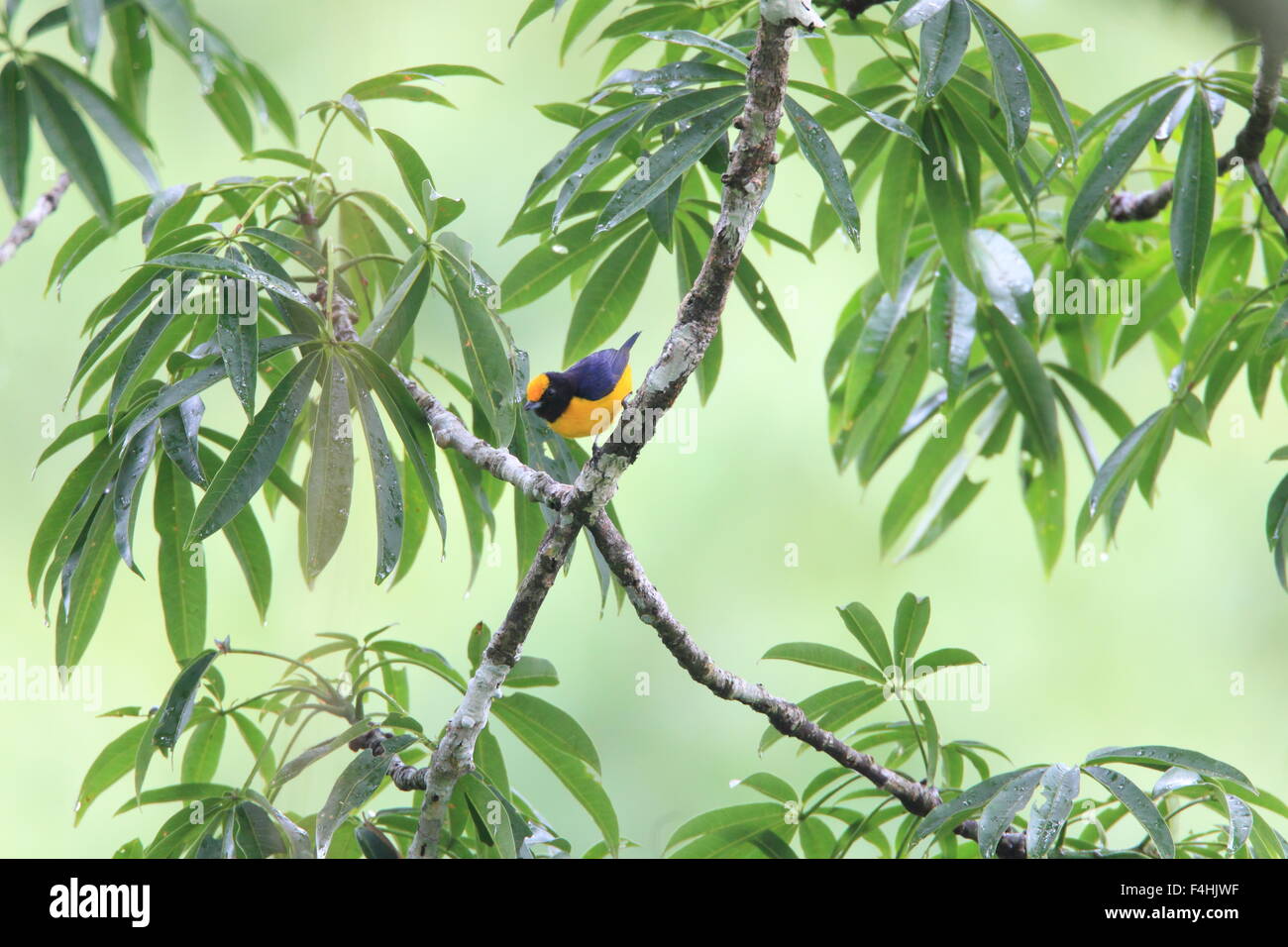 Orange-bellied Euphonia Euphonia xanthogaster () en Equateur Banque D'Images
