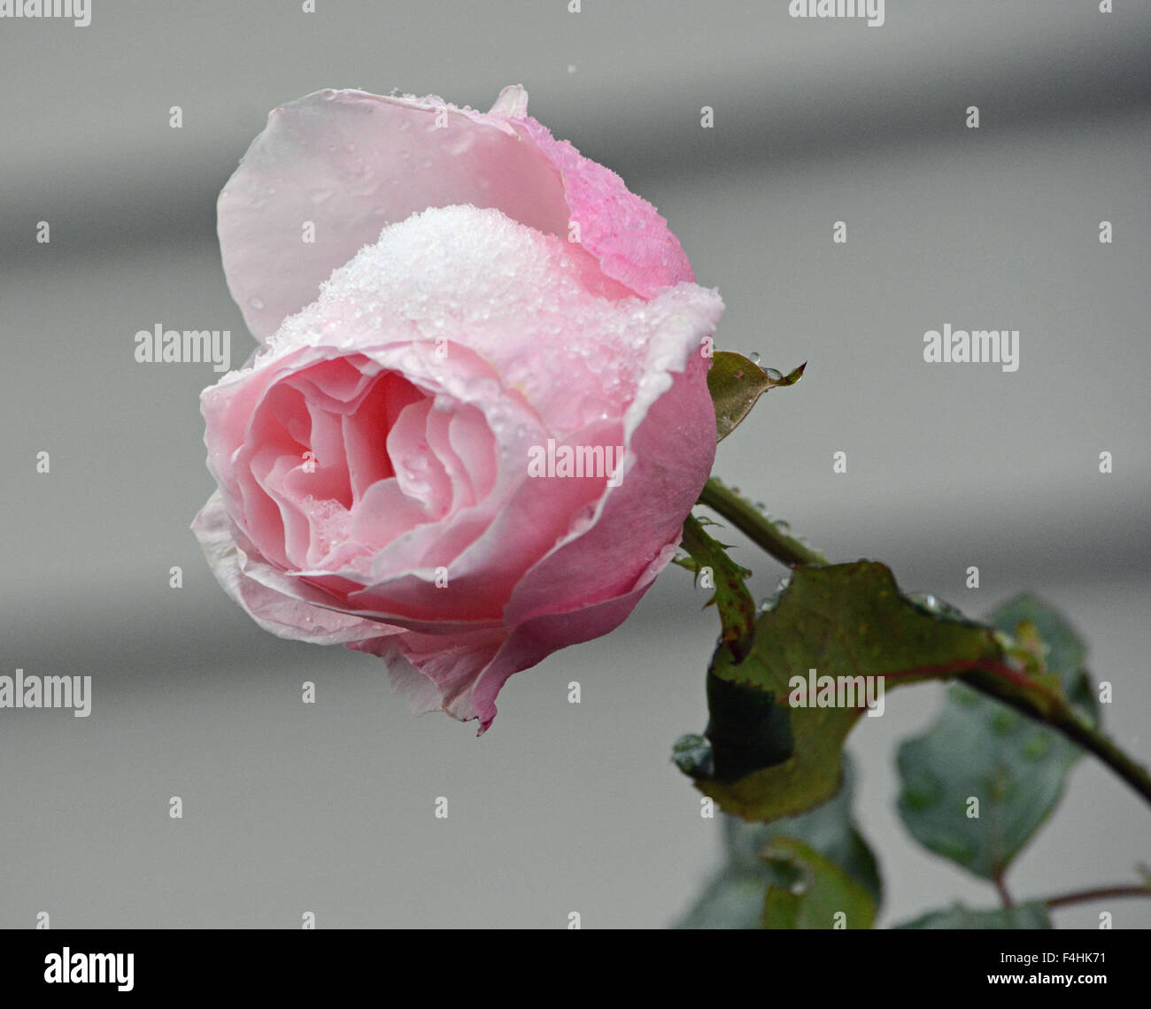 Une rose dans la neige Banque de photographies et d’images à haute ...