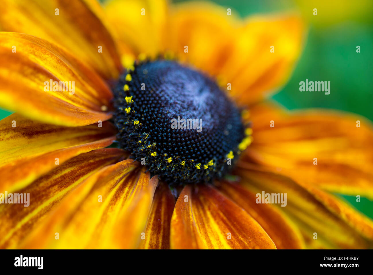 Ummerina' Rudbeckia 'Yellow Coneflower, aussi connu sous le nom de "black-eyed Susan'. Plante vivace. Banque D'Images