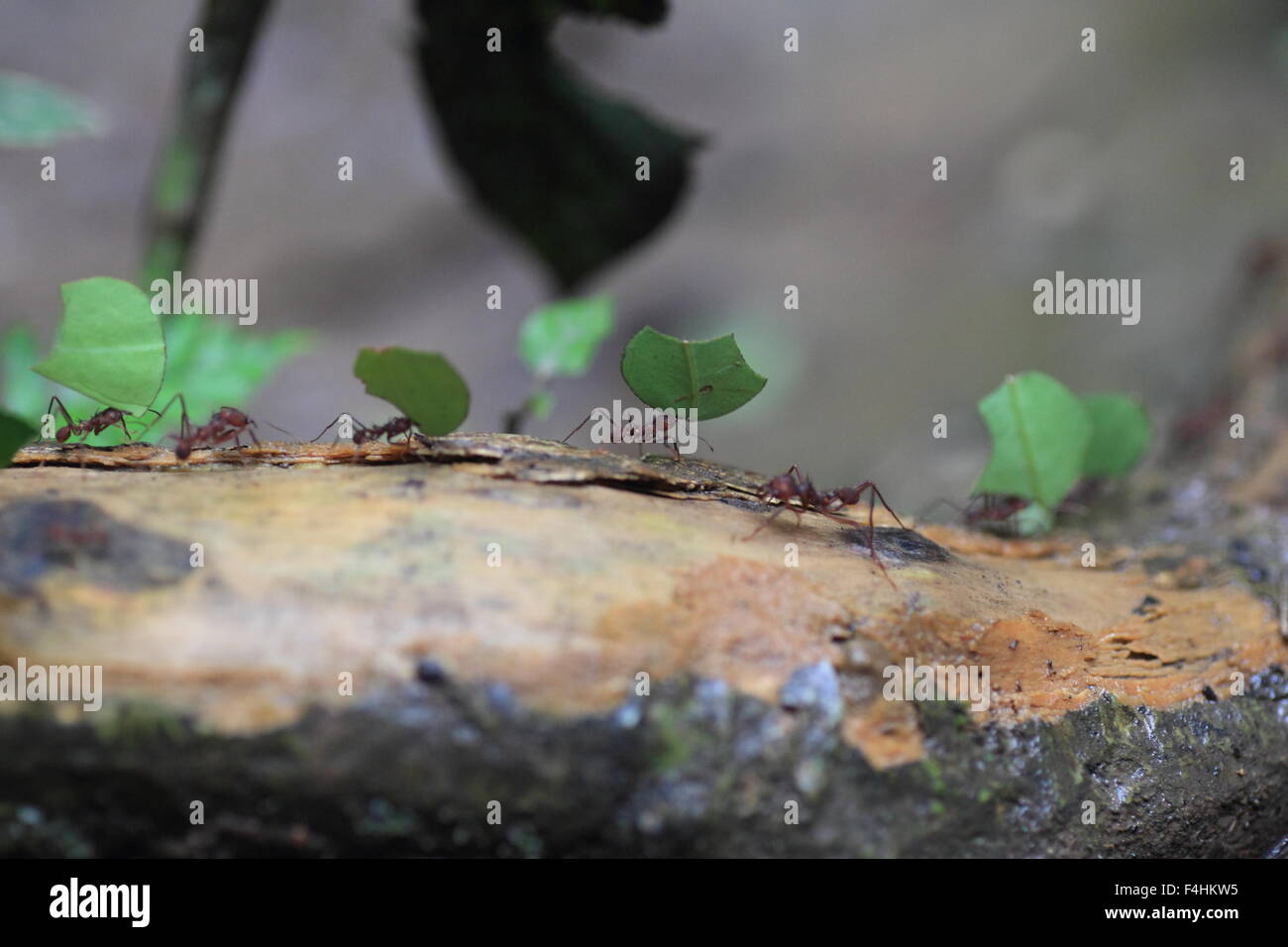 Les fourmis Atta sexdens (osmia lignaria). La vie sauvage animal. Banque D'Images