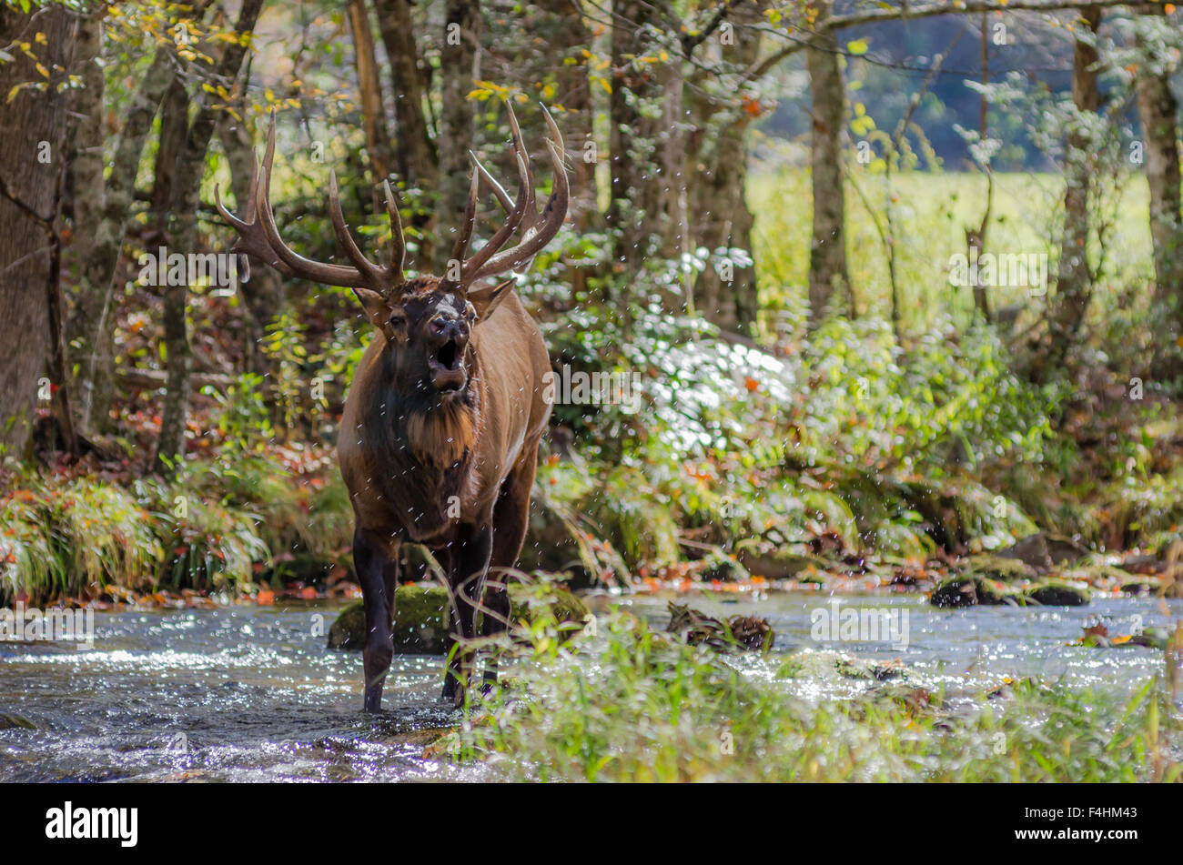 Un grand bull elk bugles, éclaboussant les gouttelettes d'eau tout autour de Banque D'Images