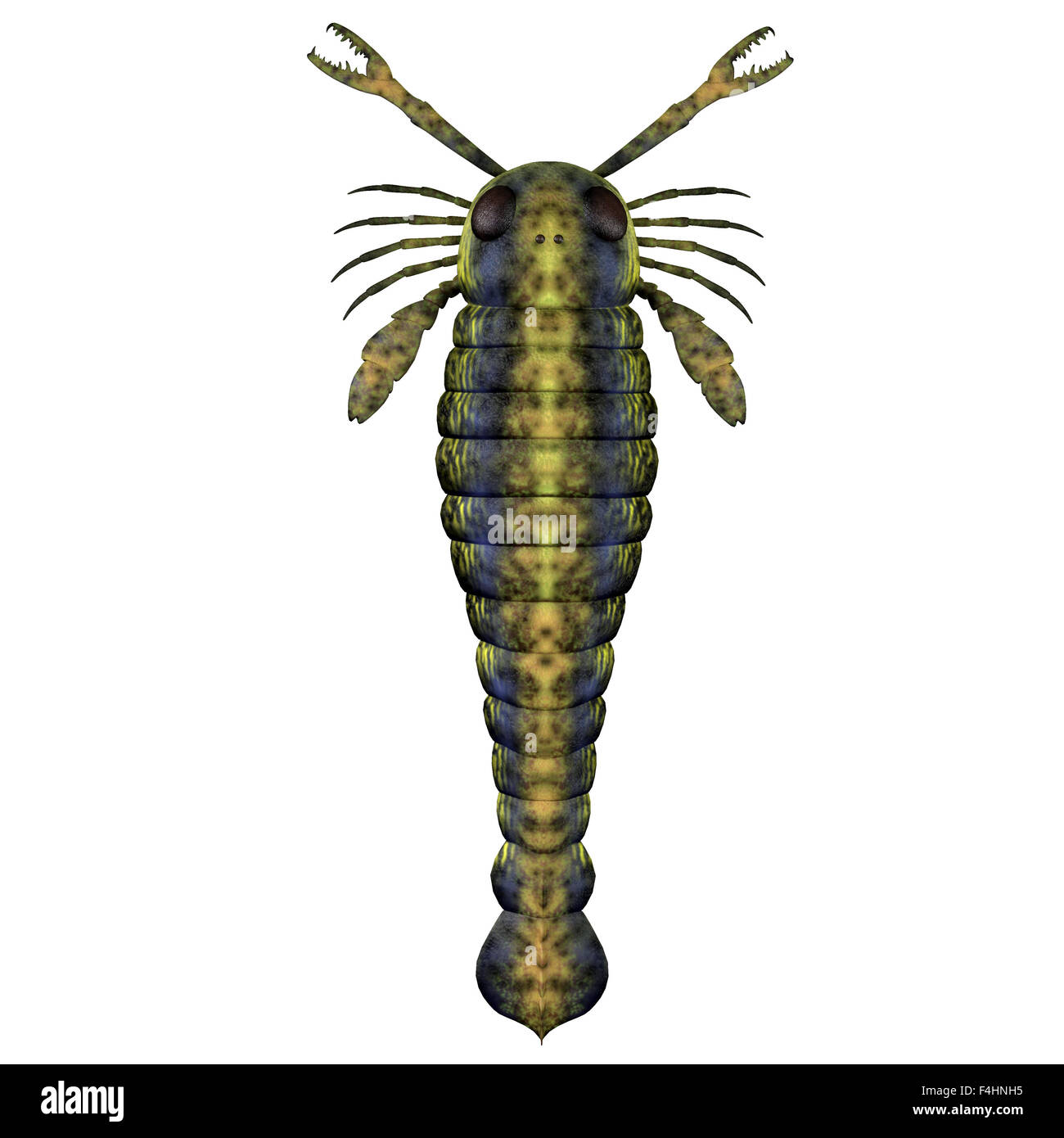 Pterygotus était une mer prédatrice que scorpion a vécu dans le monde entier à partir de la fin du Silurien au Dévonien ères. Banque D'Images