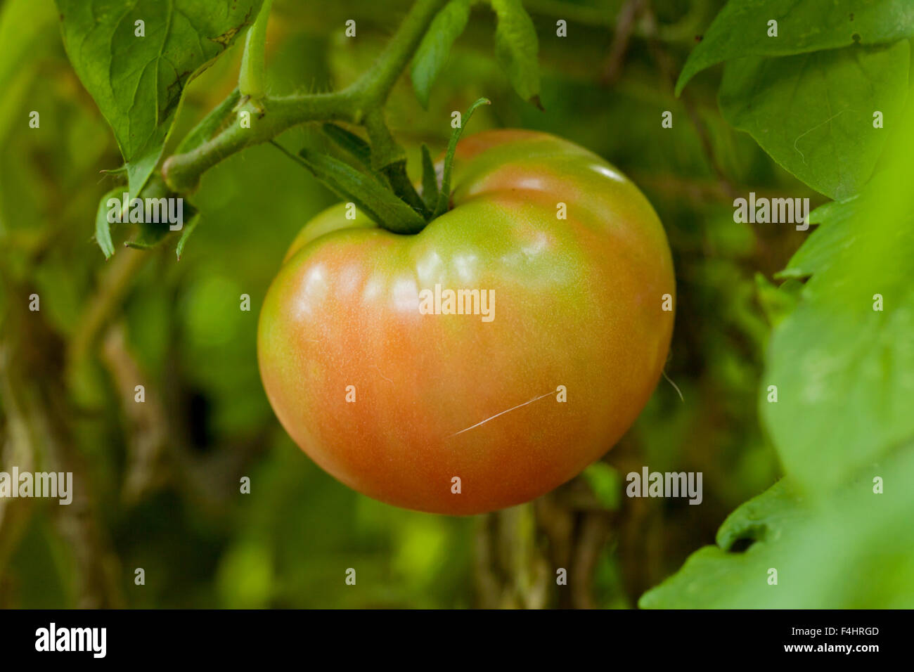 À partir de tomates mûrissent sur la vigne - USA Banque D'Images