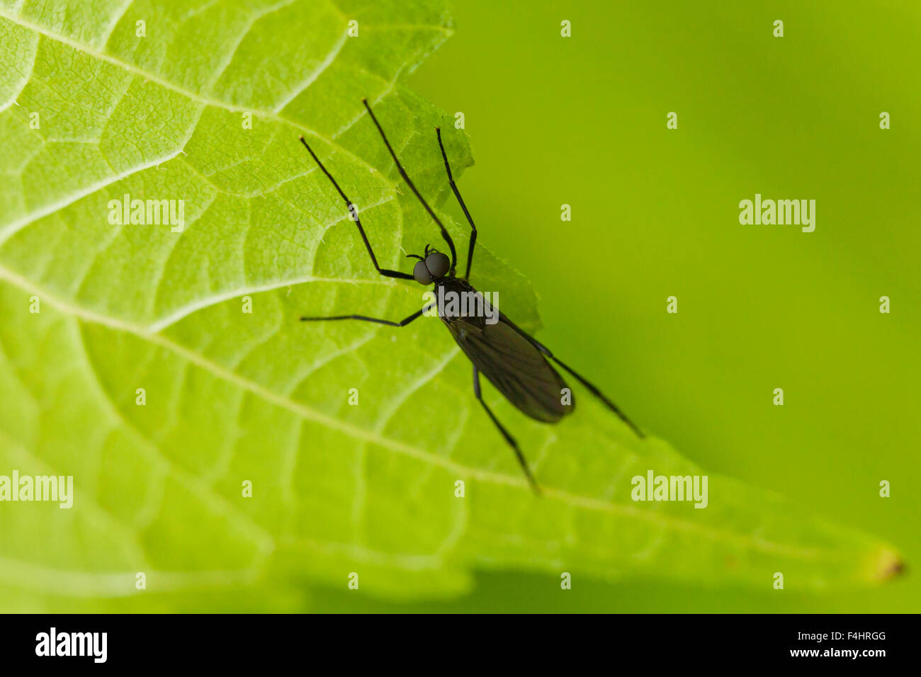 Mars noir fly (Bibionidae Penthetria heteroptera) - Virginia USA Banque D'Images