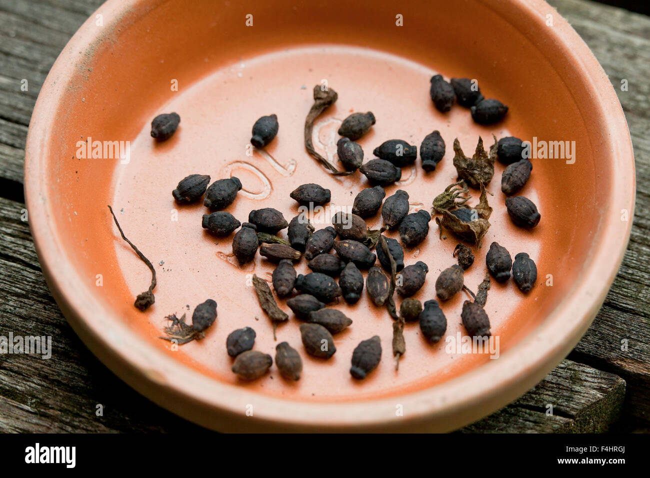 4 heures des graines de plantes (Mirabilis jalapa) Banque D'Images