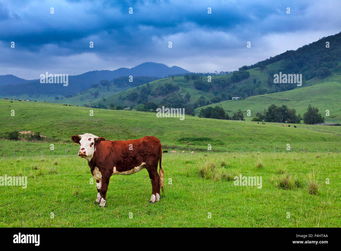 Seul brown angus-bull sur un pâturage pâturage vert en milieu rural sur une ferme australienne Reginald nuageux jour d'été Banque D'Images