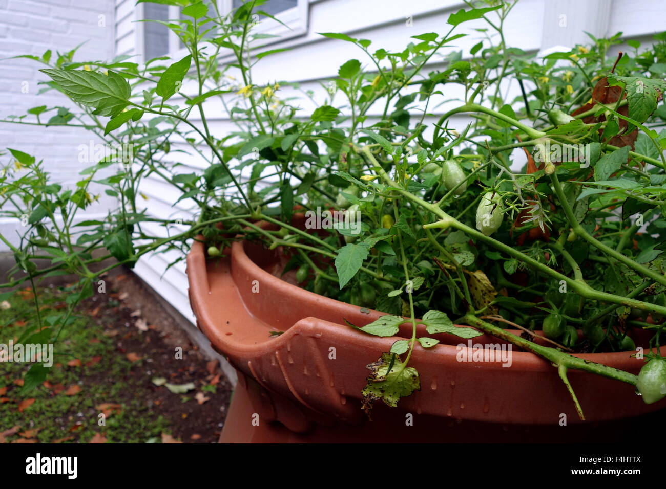 La culture des tomates dans le jardin Banque D'Images