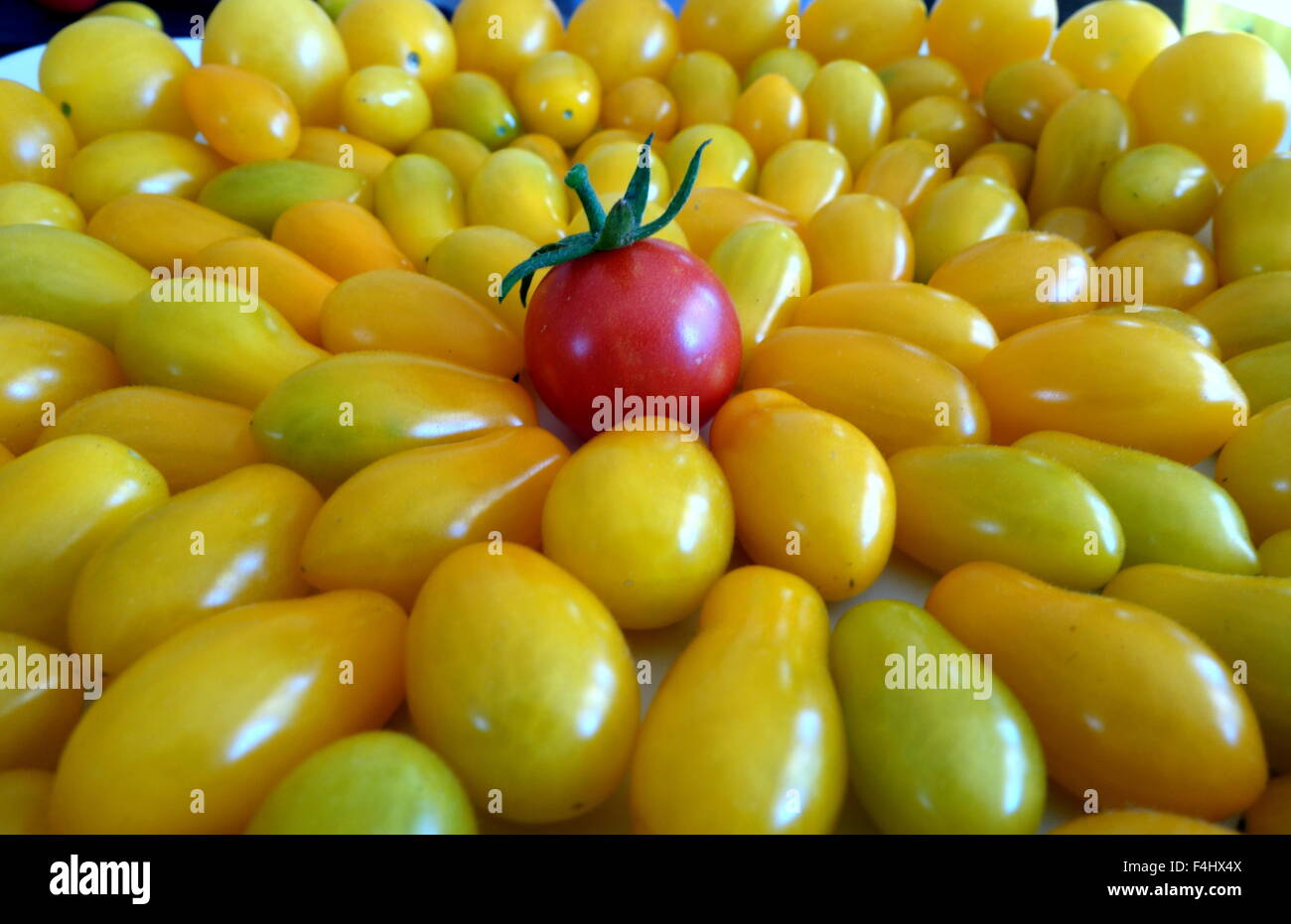 Tomates colorées de différentes formes et tailles Banque D'Images