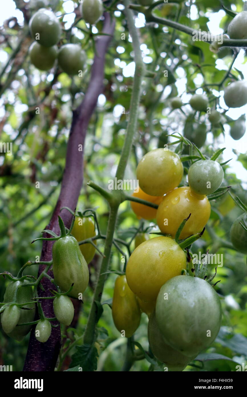 La culture des tomates dans le jardin Banque D'Images