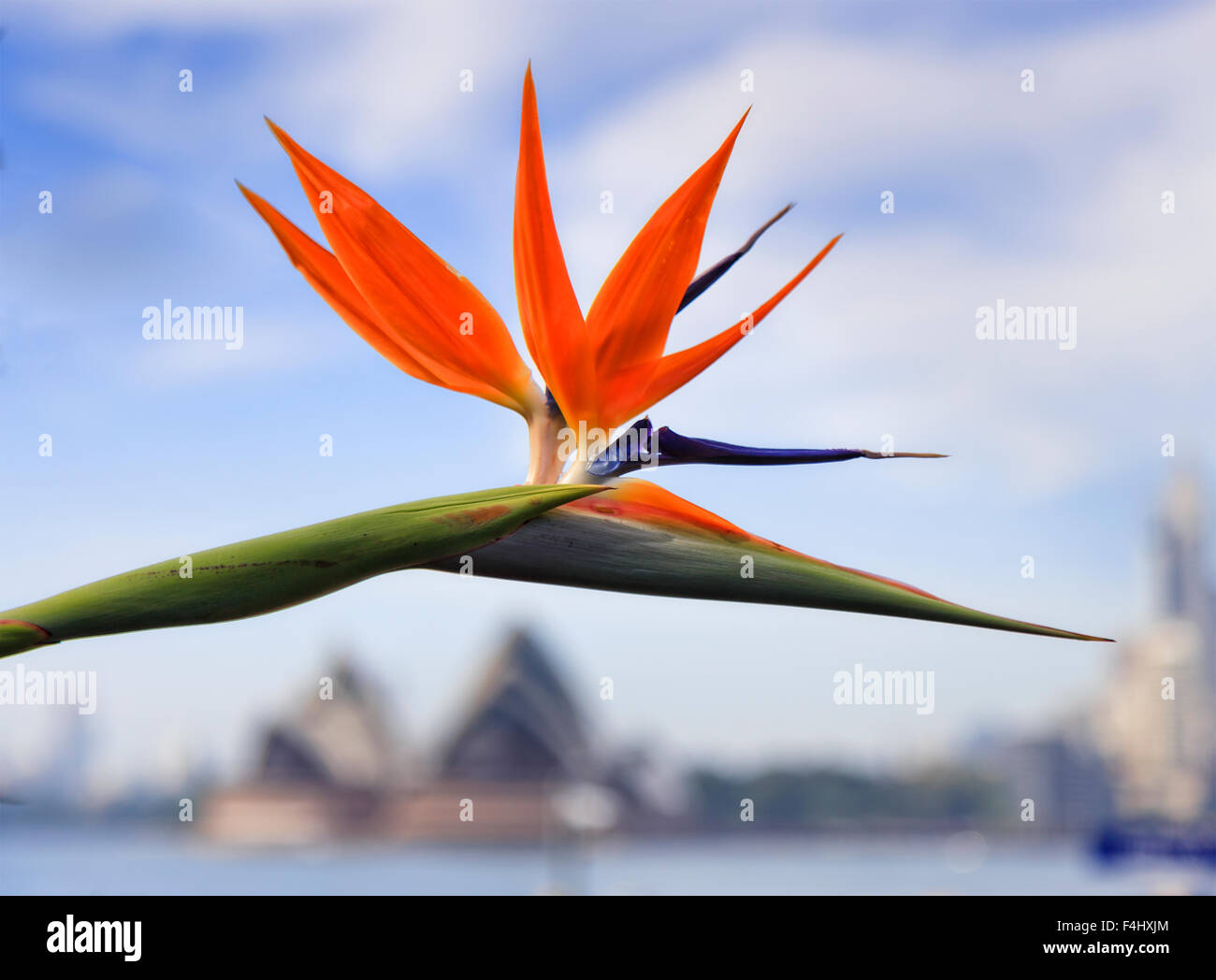 Les oiseaux du paradis de fleurs orange vif en tête contre le ciel bleu au-dessus de Sydney Opera House de flou artistique sur une journée de printemps ensoleillée Banque D'Images