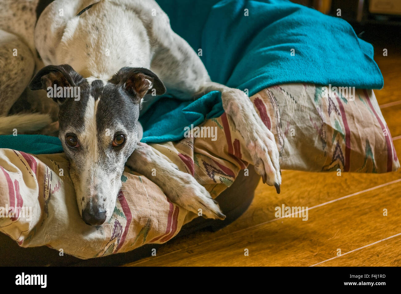 Greyhound noir et blanc, orienté vers l'avant dans un chien, lit avec couette brun et rouge et turquoise couverture, sur un sol en bois ; l'orientation paysage. Banque D'Images