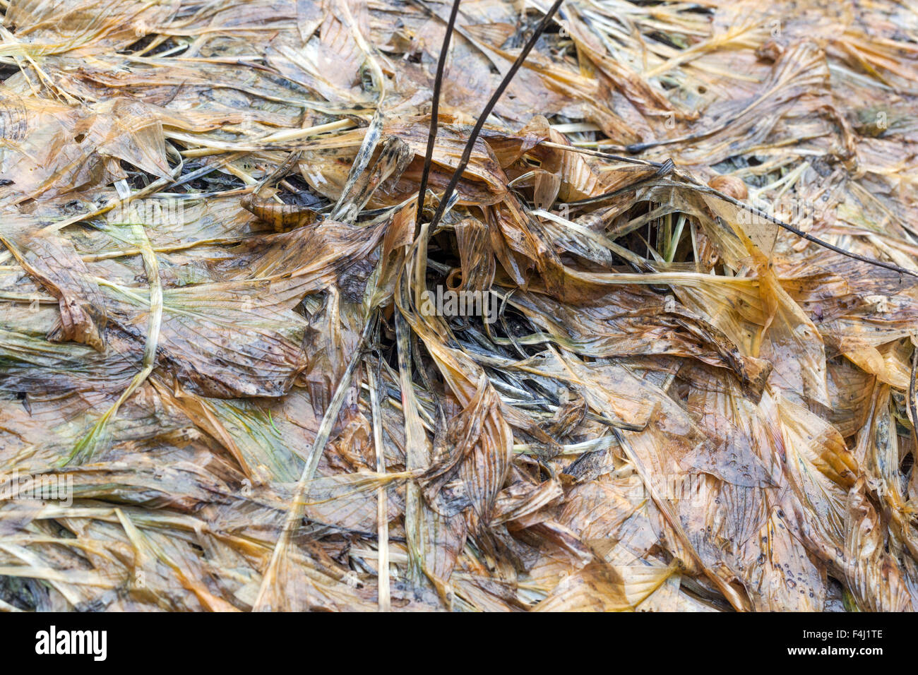HostA décrie les feuilles Banque D'Images
