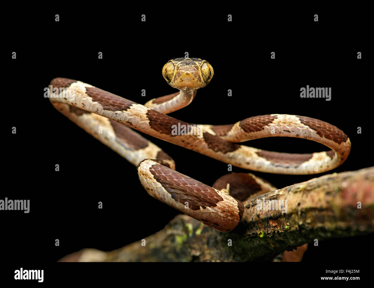 (Imantodes cenchoa Blunthead commun), (famille des Colubridae), Amazon rainforest, Parc national Yasuni, en Equateur à tête jaune commun Banque D'Images