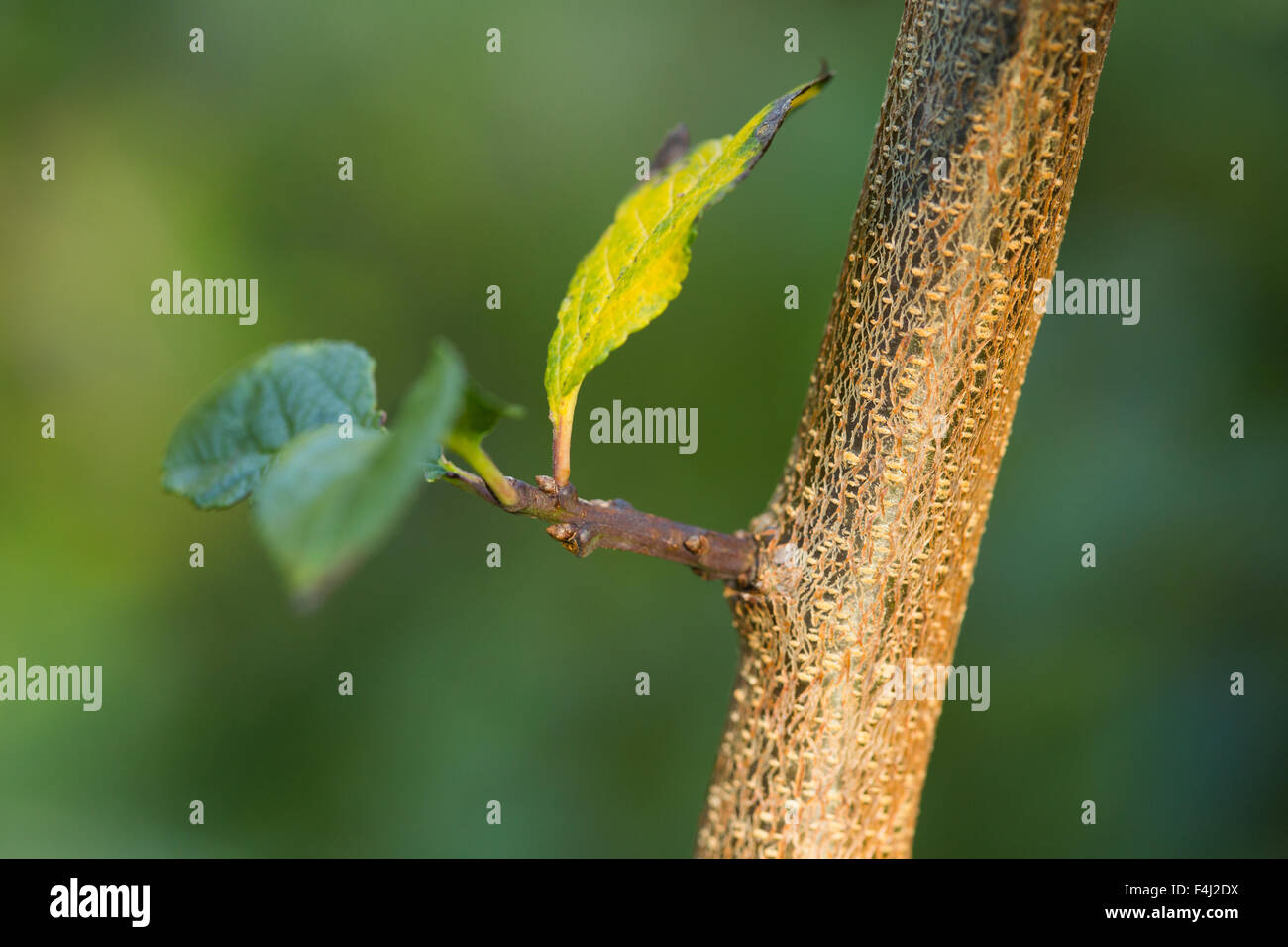 Feuilles sur un arbre Banque de photographies et d’images à haute