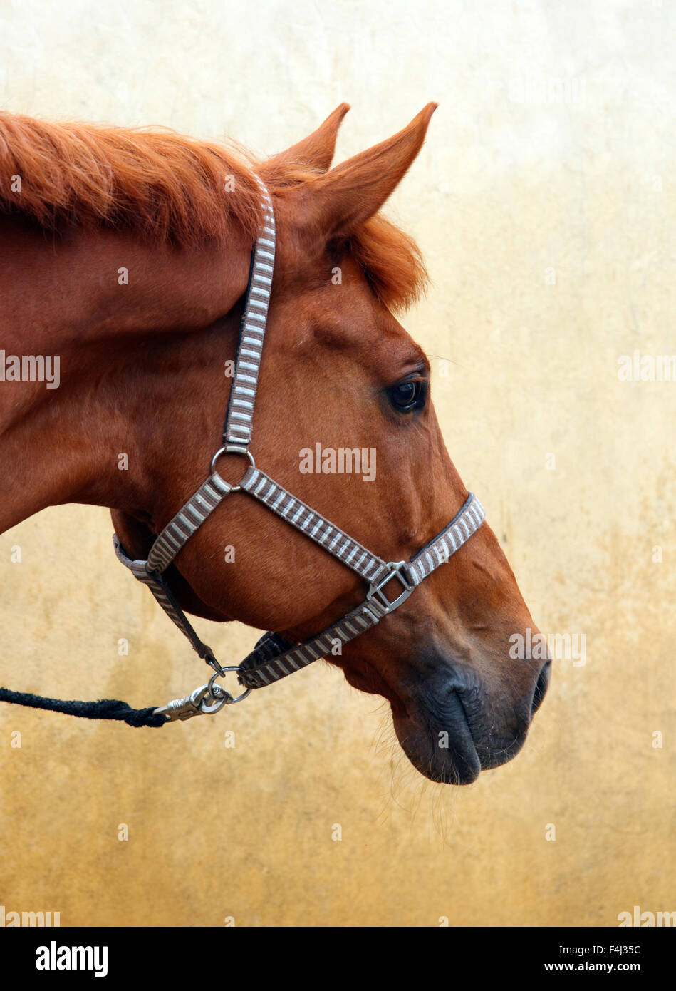 Cheval hongre Trakehner, bay, portrait avec mors Banque D'Images