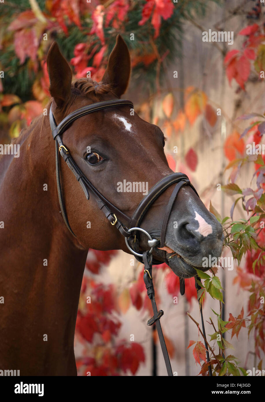 Portrait cheval de dressage en automne fond Banque D'Images