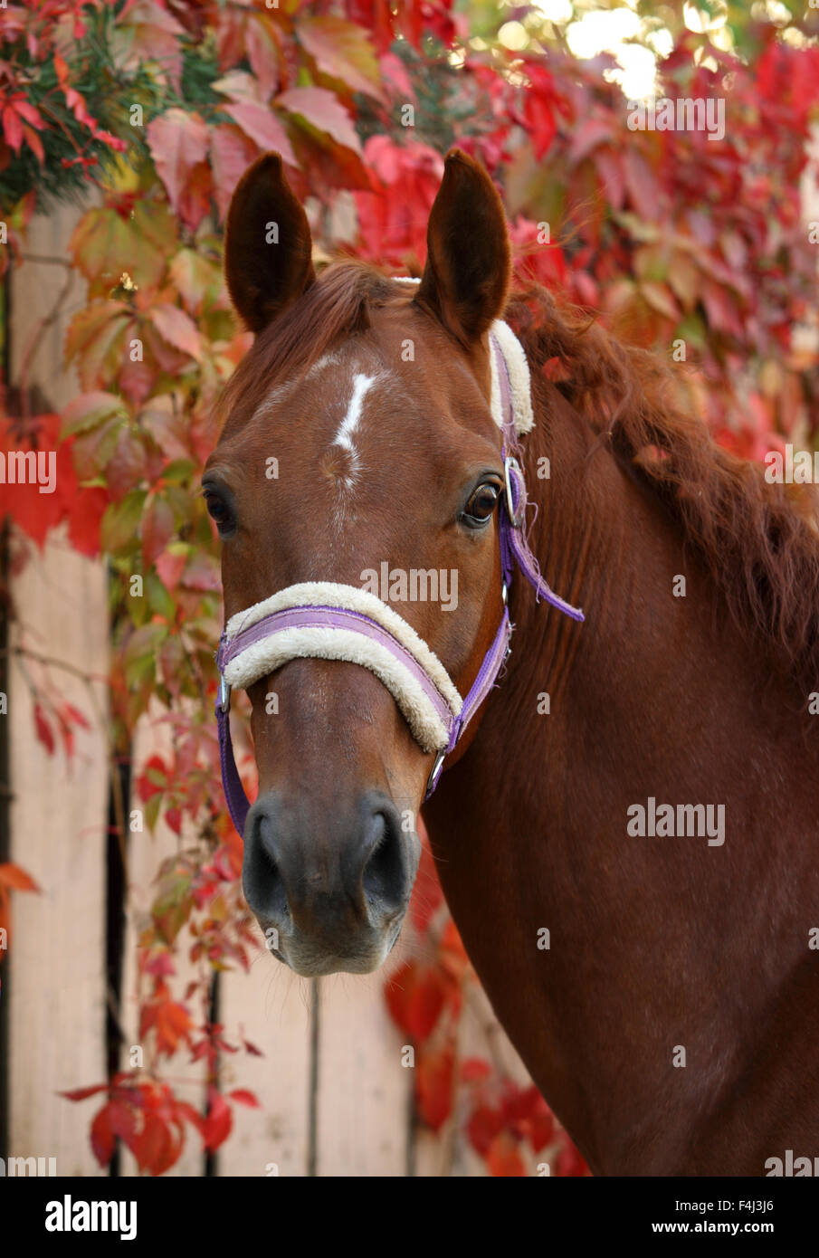 Portrait cheval de dressage en automne fond Banque D'Images