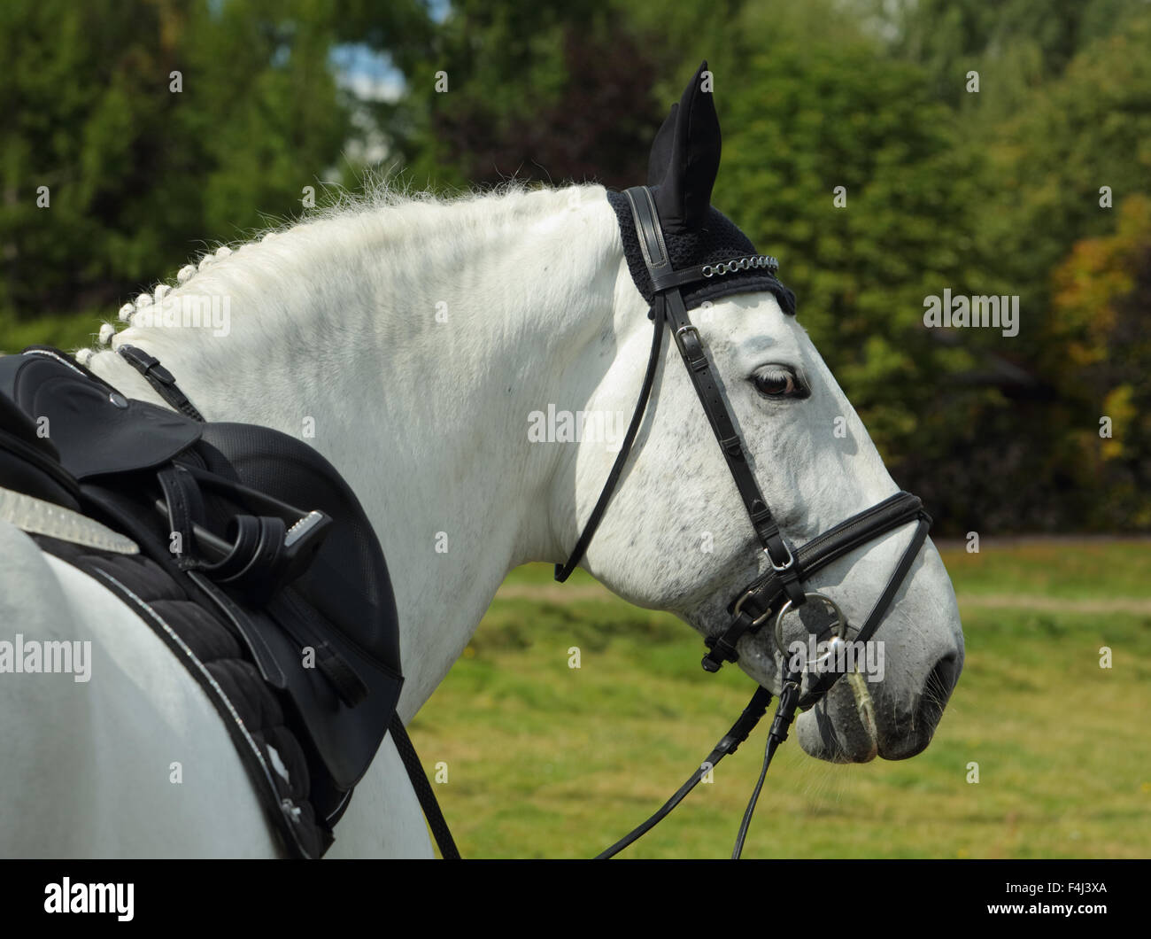 Portrait cheval de dressage en arrière-plan d'été Banque D'Images