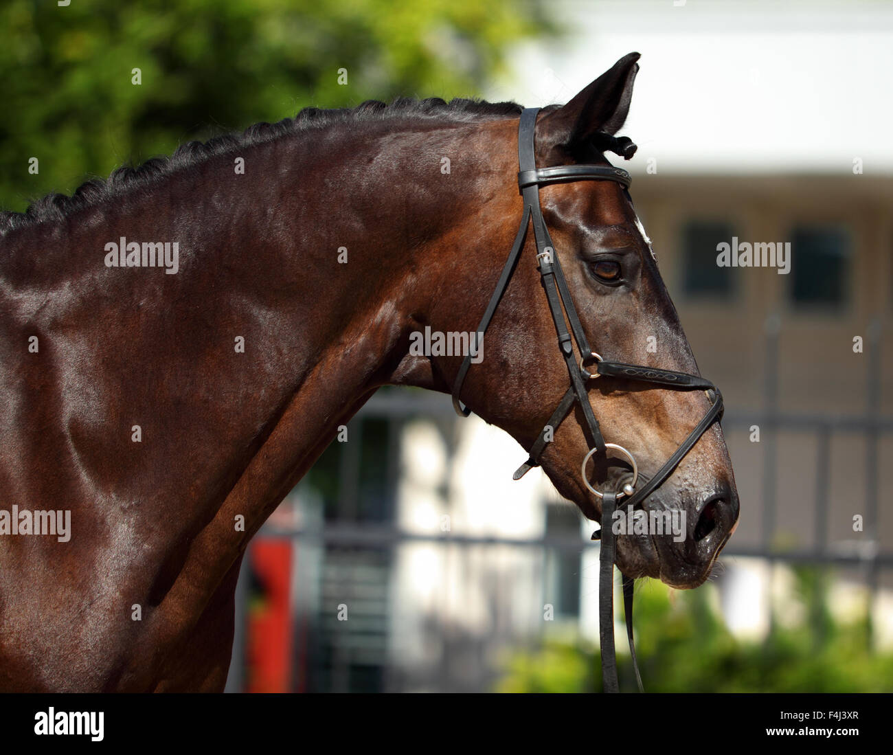 Portrait cheval de dressage en arrière-plan d'été Banque D'Images