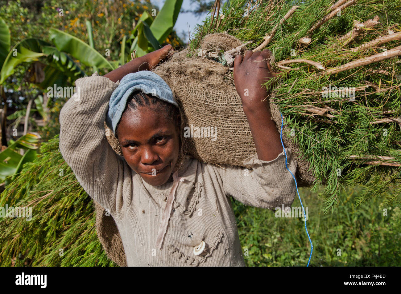 Les agriculteurs récoltent et traitent l'huile d'arbre de thé pour la vente pour l'exportation en tant que produit de santé et de beauté, Kenya, Afrique de l'Est, l'Afrique Banque D'Images