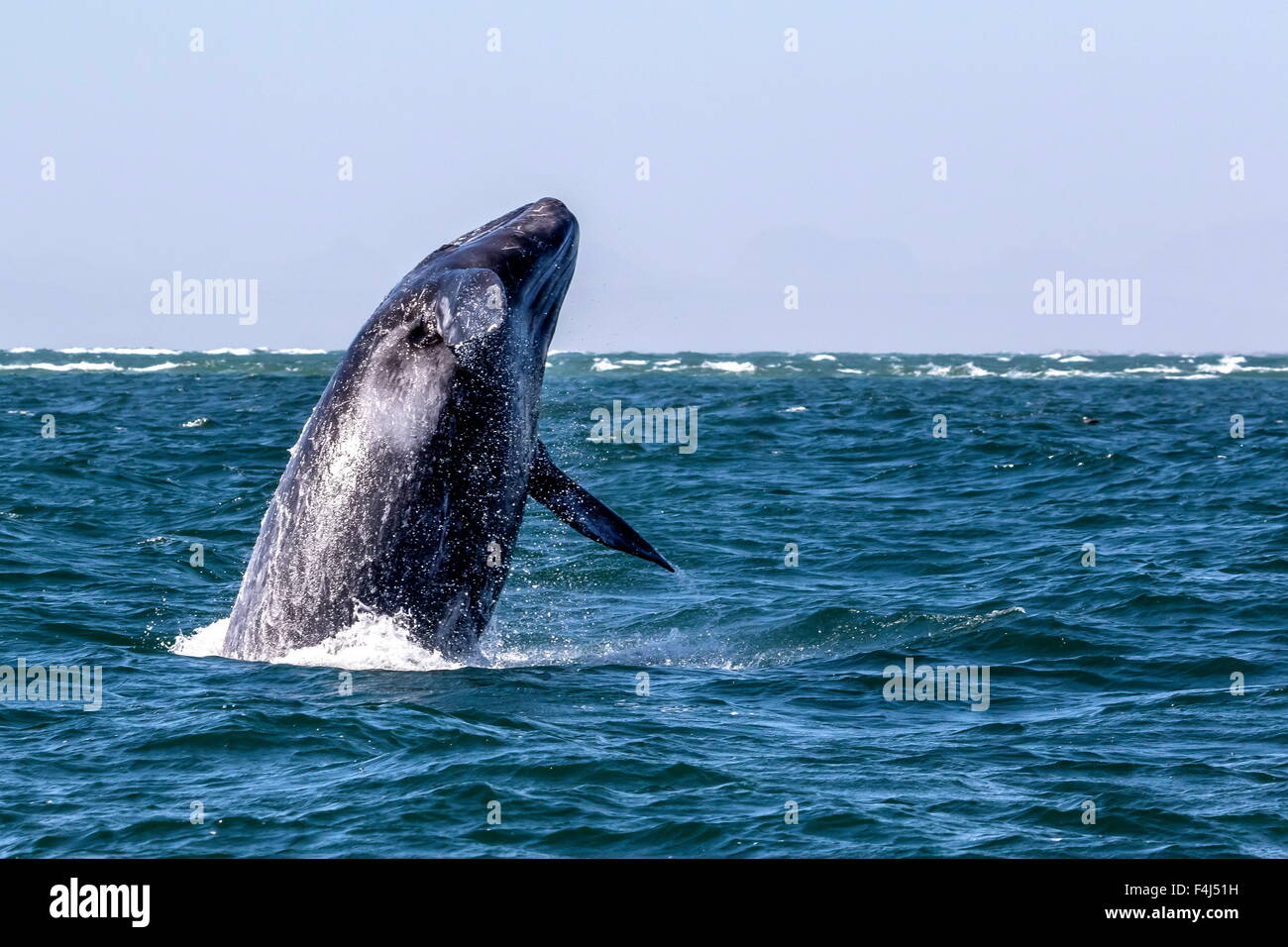 Baleine grise de Californie (veau Eschrichtius robustus) violer dans la lagune de San Ignacio, Baja California Sur, au Mexique, en Amérique du Nord Banque D'Images