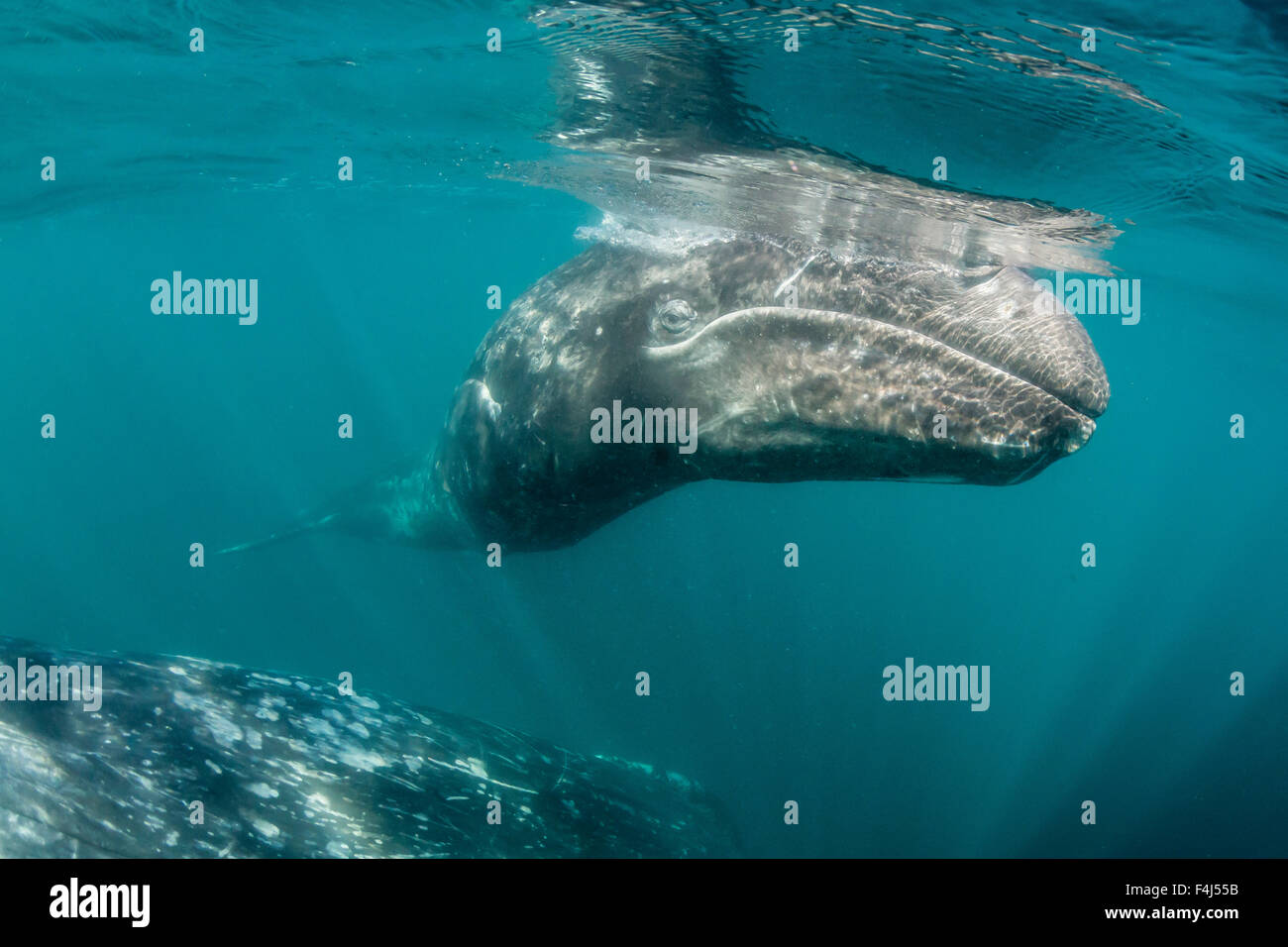 California baleine grise (Eschrichtius robustus) mère et son petit sous l'eau dans la lagune de San Ignacio, Baja California Sur, Mexique Banque D'Images