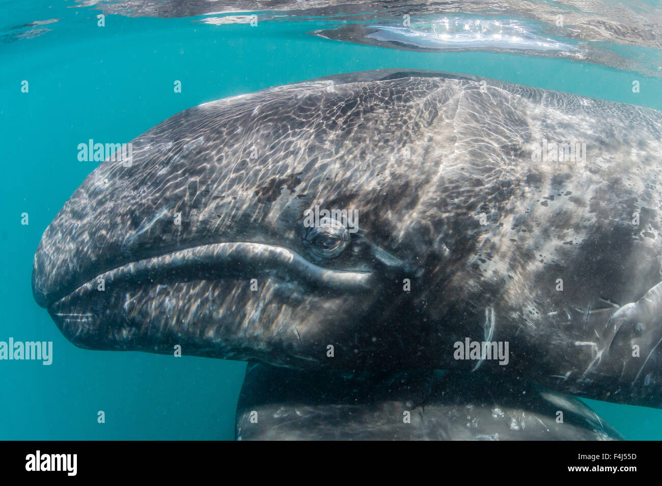 California baleine grise (Eschrichtius robustus) mère et son petit sous l'eau dans la lagune de San Ignacio, Baja California Sur, Mexique Banque D'Images