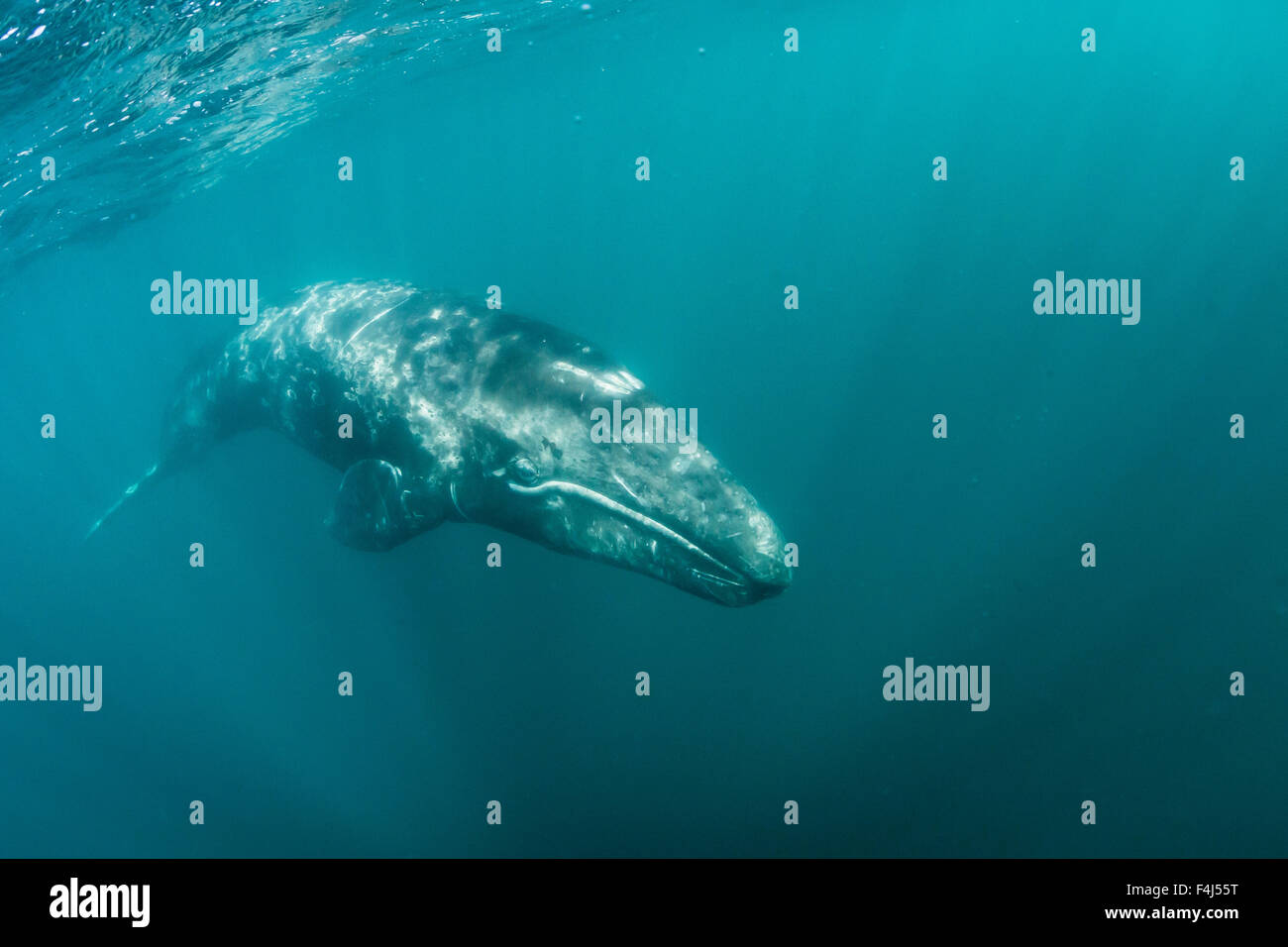 California baleine grise (Eschrichtius robustus) calf sous l'eau dans la lagune de San Ignacio, Baja California Sur, au Mexique, en Amérique du Nord Banque D'Images