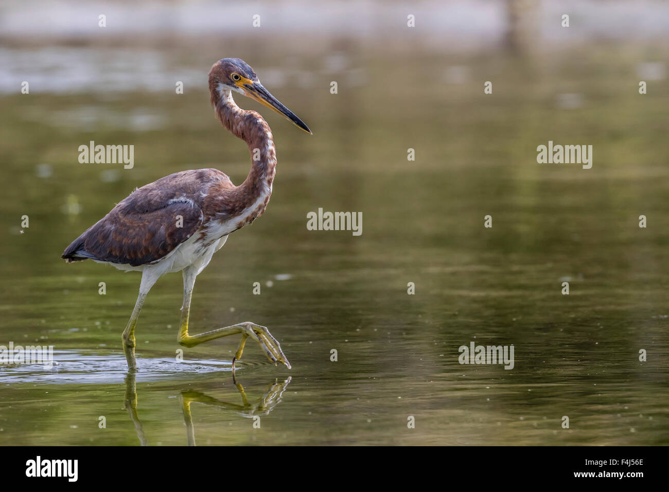 Un adulte Aigrette tricolore (Egretta tricolor) traque ses proies dans un ruisseau, San Jose del Cabo, Baja California Sur, Mexique Banque D'Images