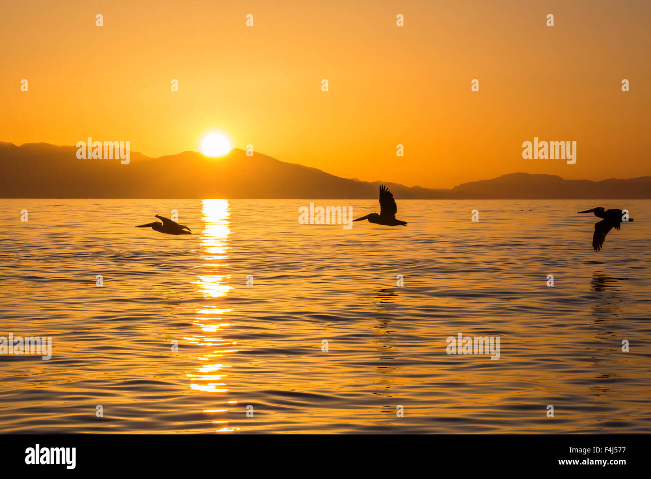 Le Pélican brun (Pelecanus occidentalis) dans la formation de vol au coucher du soleil près de Isla Rasita, Basse Californie, Mexique, Amérique du Nord Banque D'Images