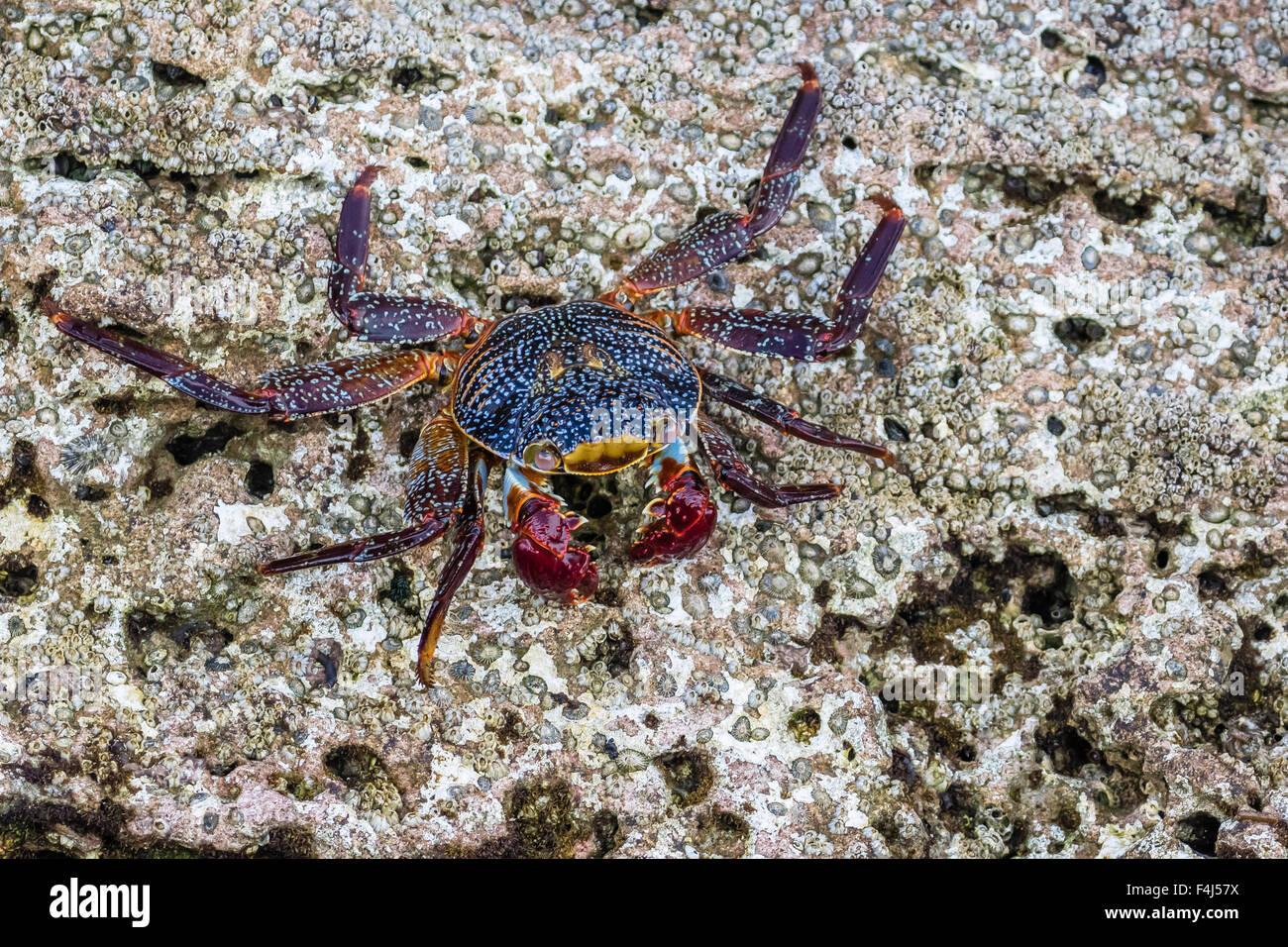 Sally Lightfoot crab adultes (Grapsus grapsus) à marée basse sur Punta Colorado, Isla San Jose, Baja California Sur, Mexique Banque D'Images