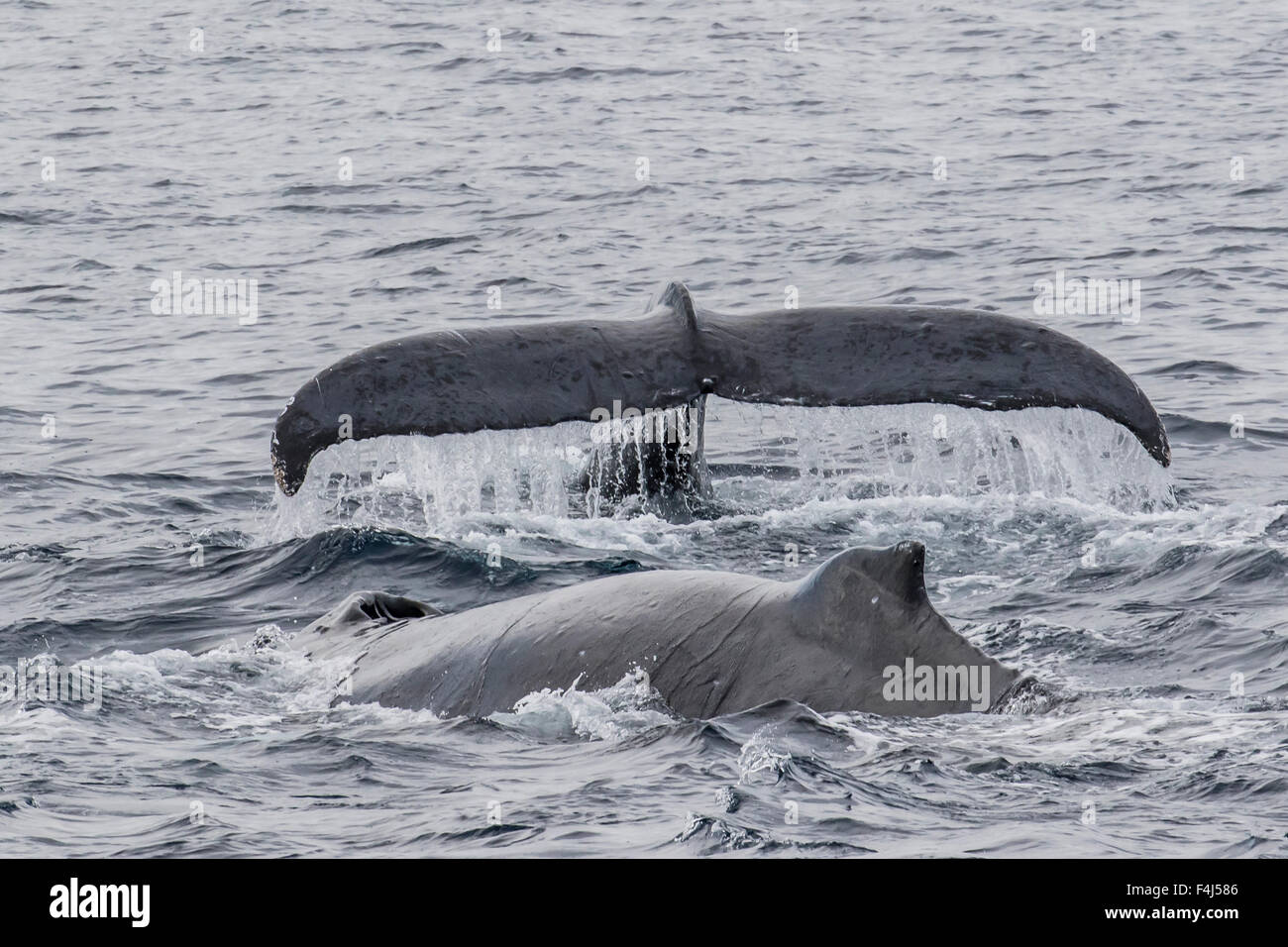 Les baleines à bosse mâles adultes en compétition pour une femelle en esterus, San Jose del Cabo, Baja California Sur, Mexique Banque D'Images