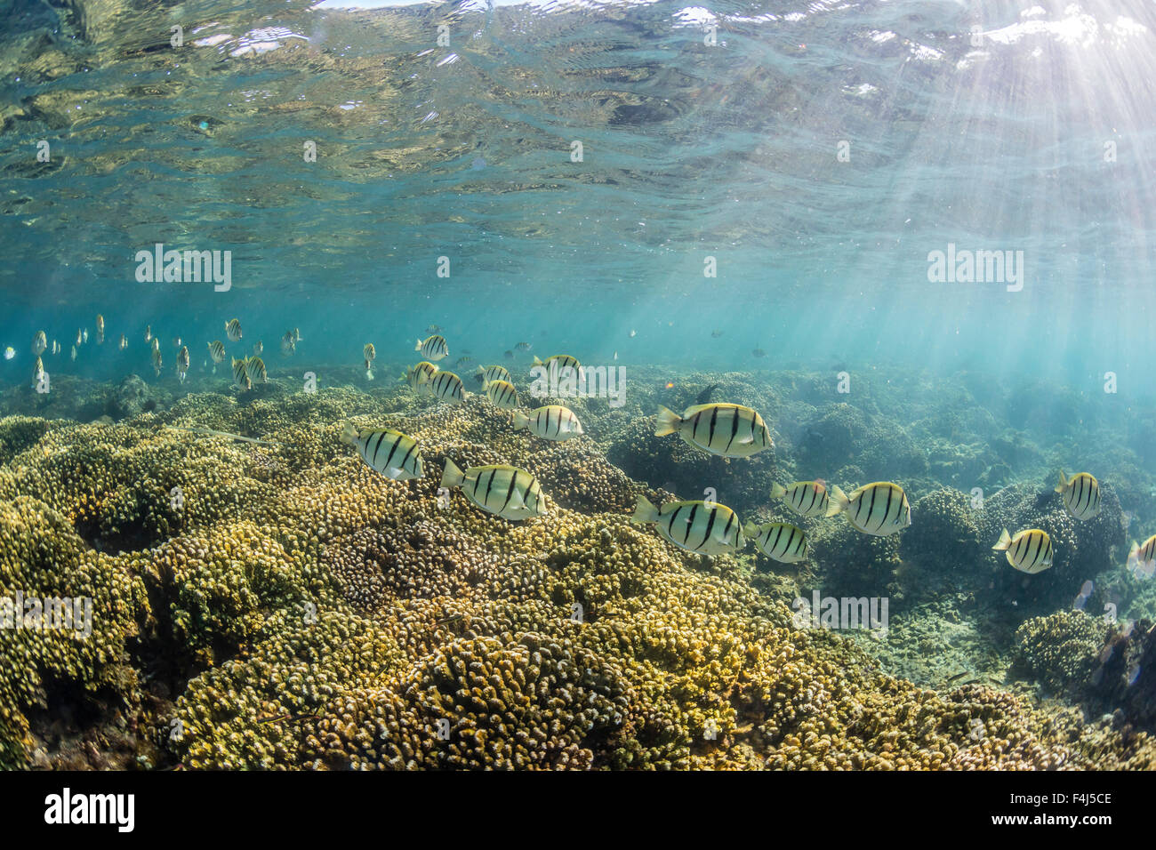 Une grande école de condamner tang sur le récif vivant uniquement dans la mer de Cortez, Cabo Pulmo, Baja California Sur, Mexique Banque D'Images