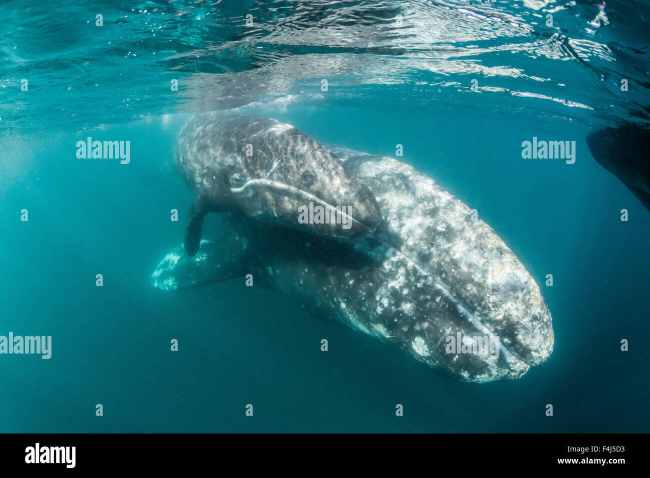 California baleine grise (Eschrichtius robustus) mère et son petit sous l'eau dans la lagune de San Ignacio, Baja California Sur, Mexique Banque D'Images