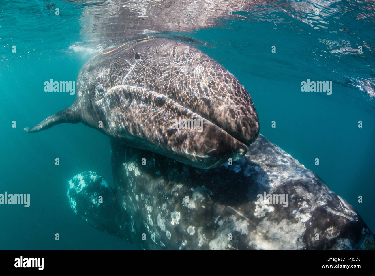 California baleine grise (Eschrichtius robustus) mère et son petit sous l'eau dans la lagune de San Ignacio, Baja California Sur, Mexique Banque D'Images