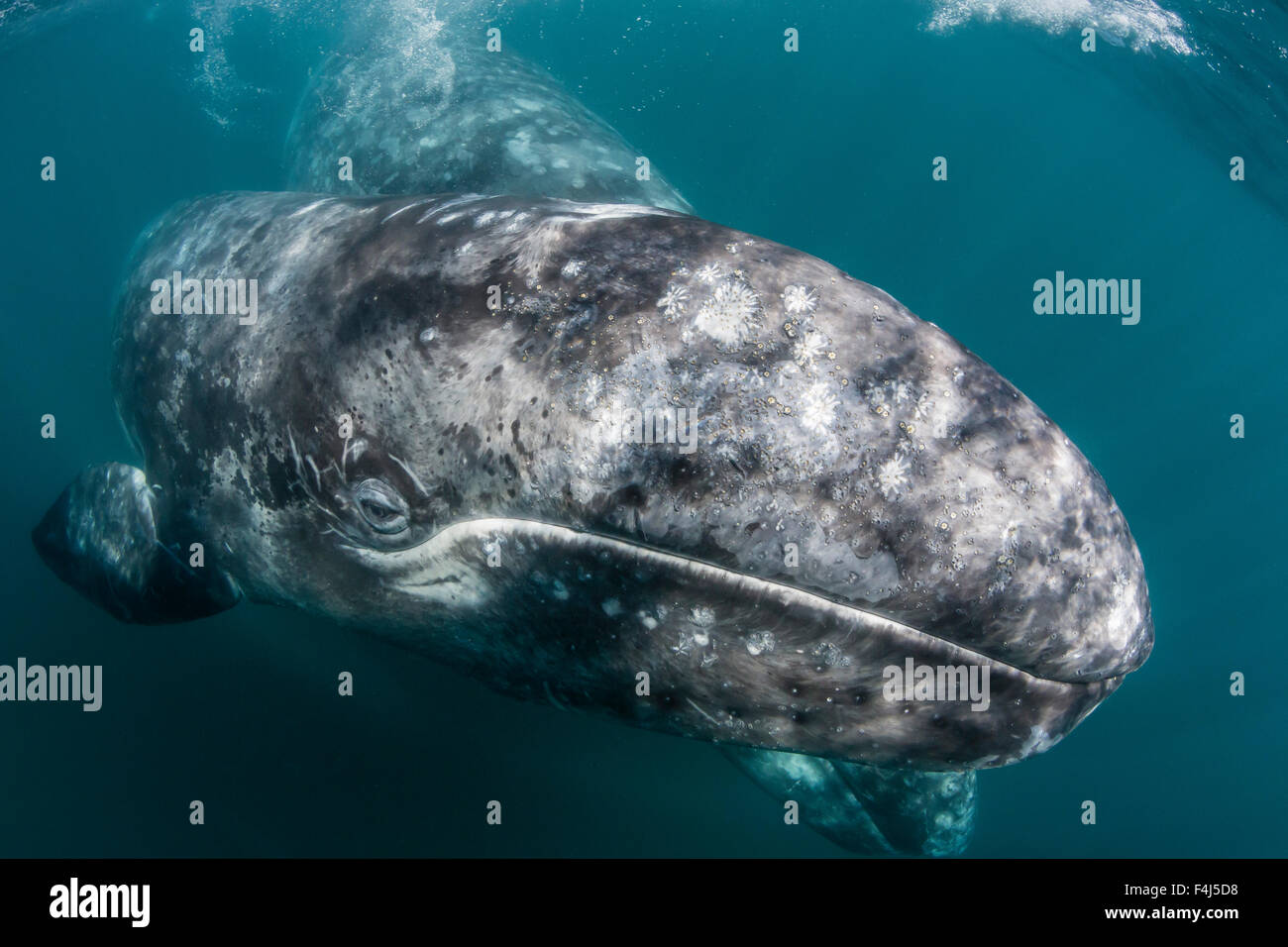 California baleine grise (Eschrichtius robustus) mère et son petit sous l'eau dans la lagune de San Ignacio, Baja California Sur, Mexique Banque D'Images