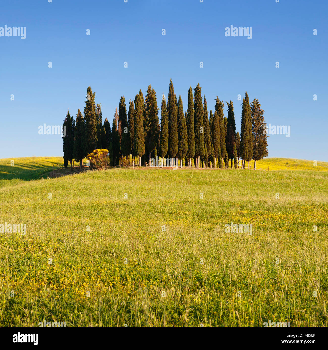 Groupe de cyprès, près de San Quirico d'Orcia (Val d'Orcia), site du patrimoine mondial de l'UNESCO, la province de Sienne, Toscane, Italie Banque D'Images