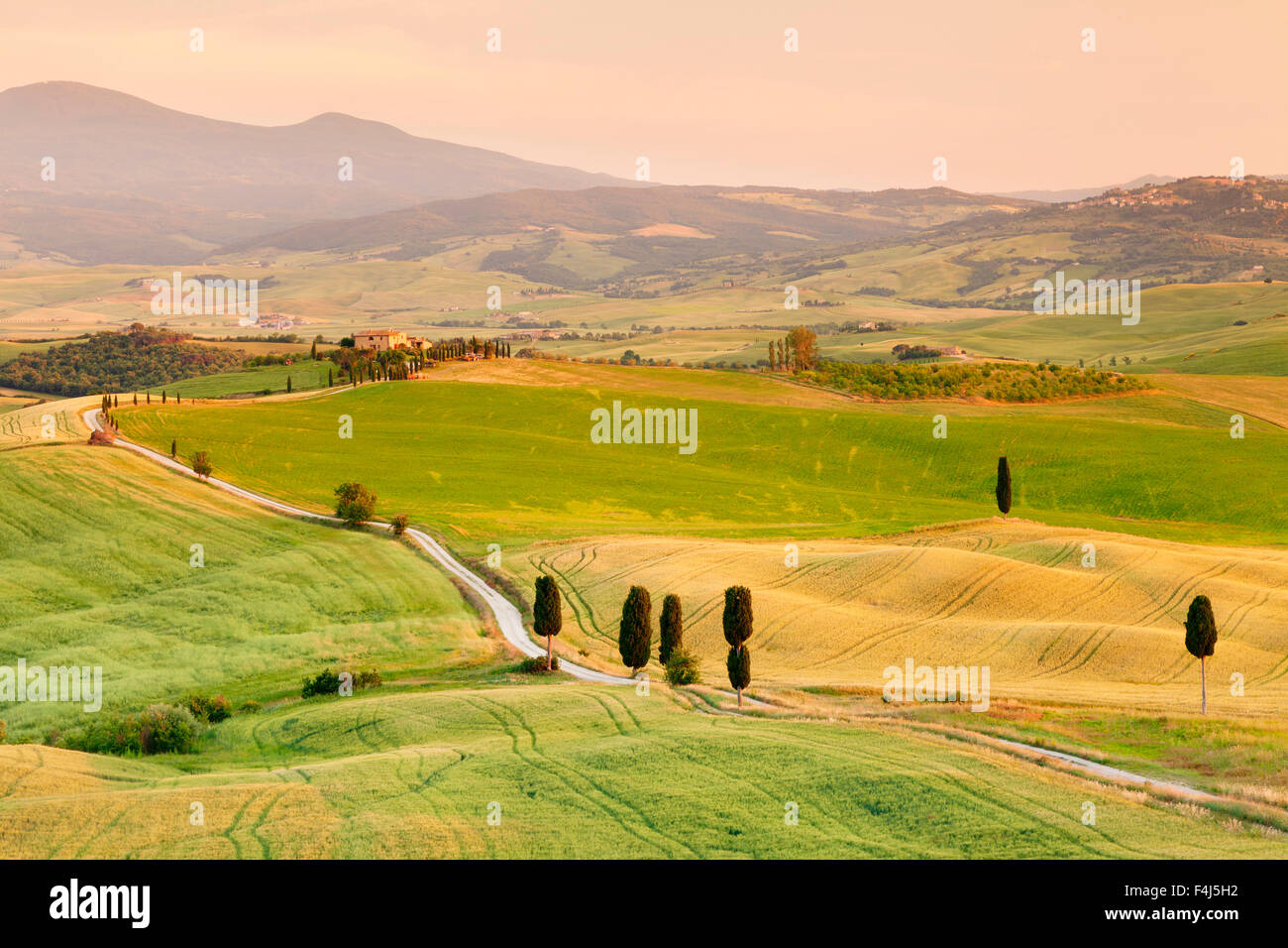 Paysage toscan avec des cyprès, près de Pienza, Val d'Orcia (Val d'Orcia), l'UNESCO, la province de Sienne, Toscane, Italie Banque D'Images